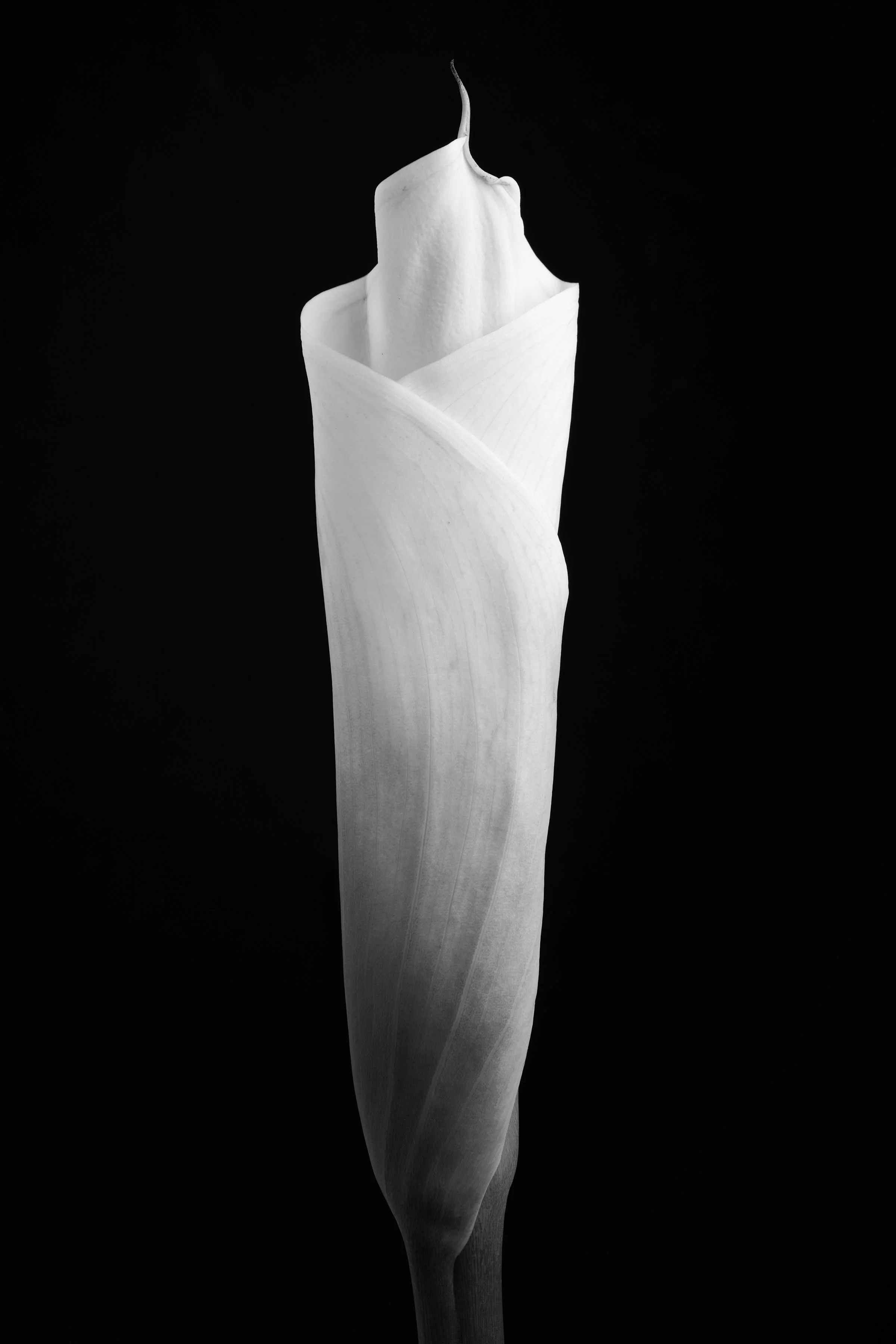 Calla Lily Fifty-Four