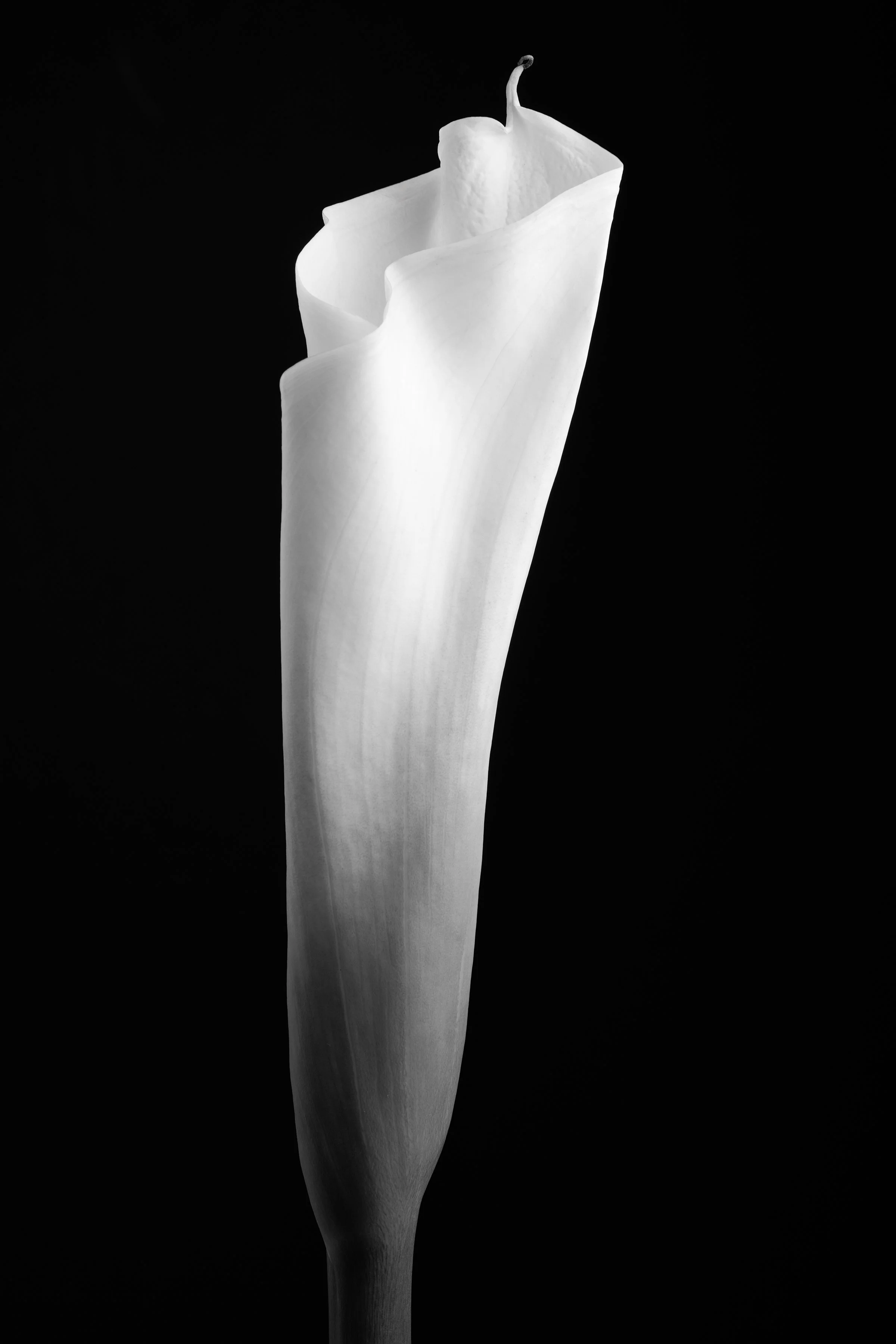 Calla Lily Fifty
