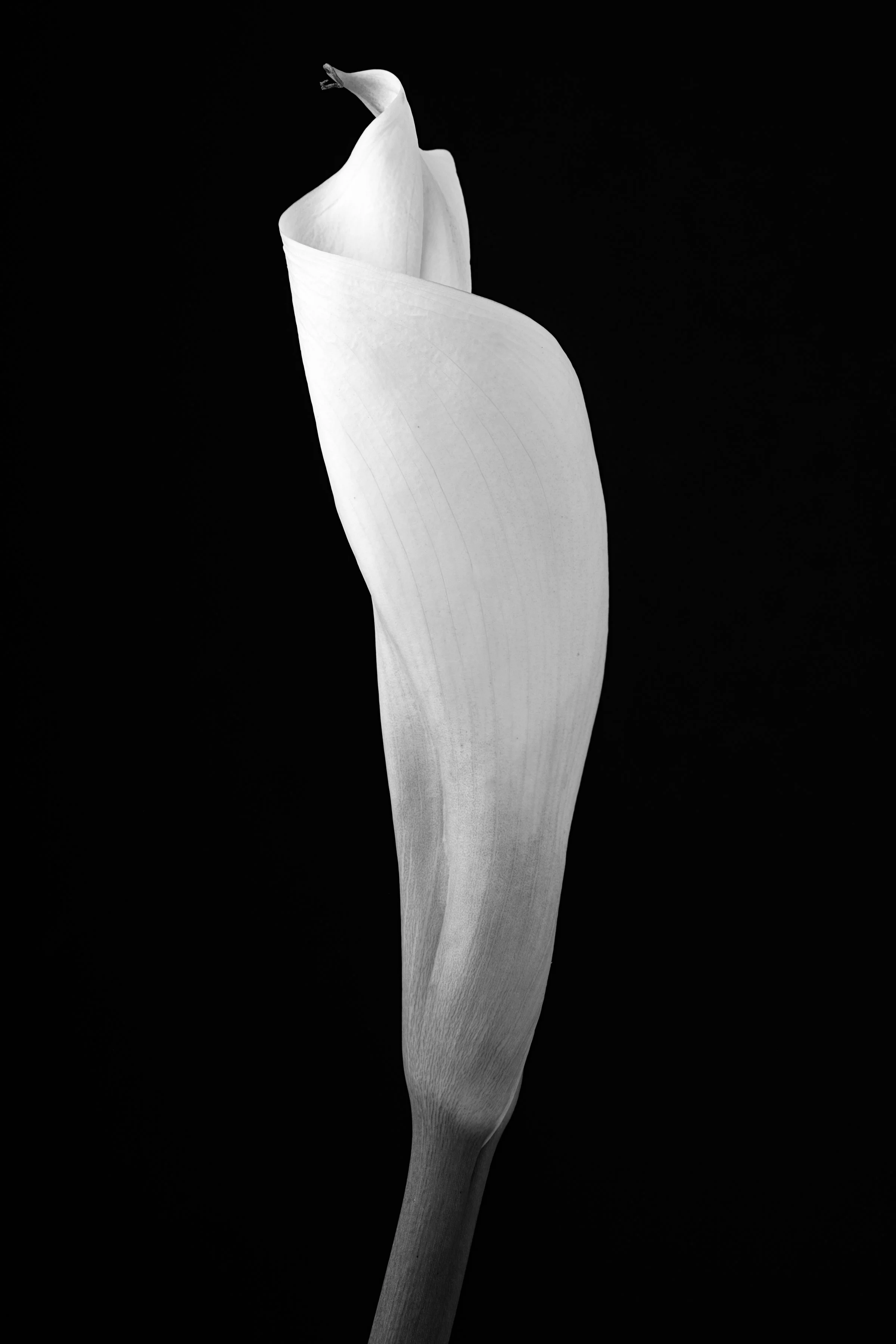 Calla Lily Eight