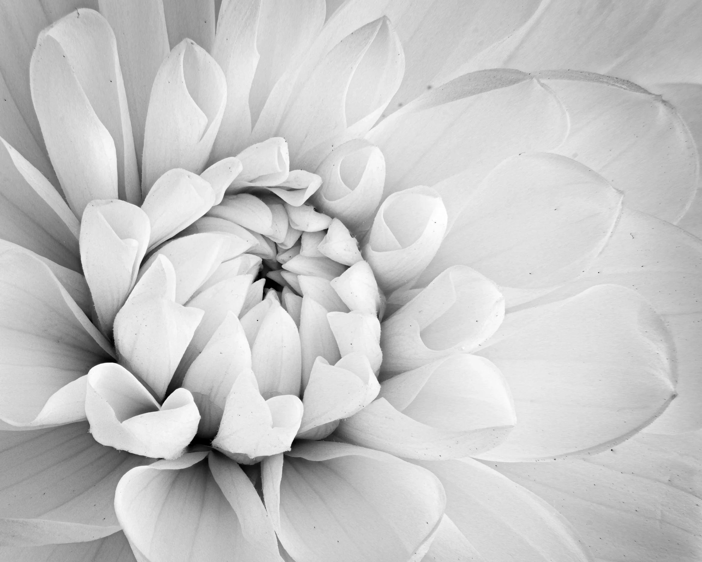 The White Dahlia (2023)