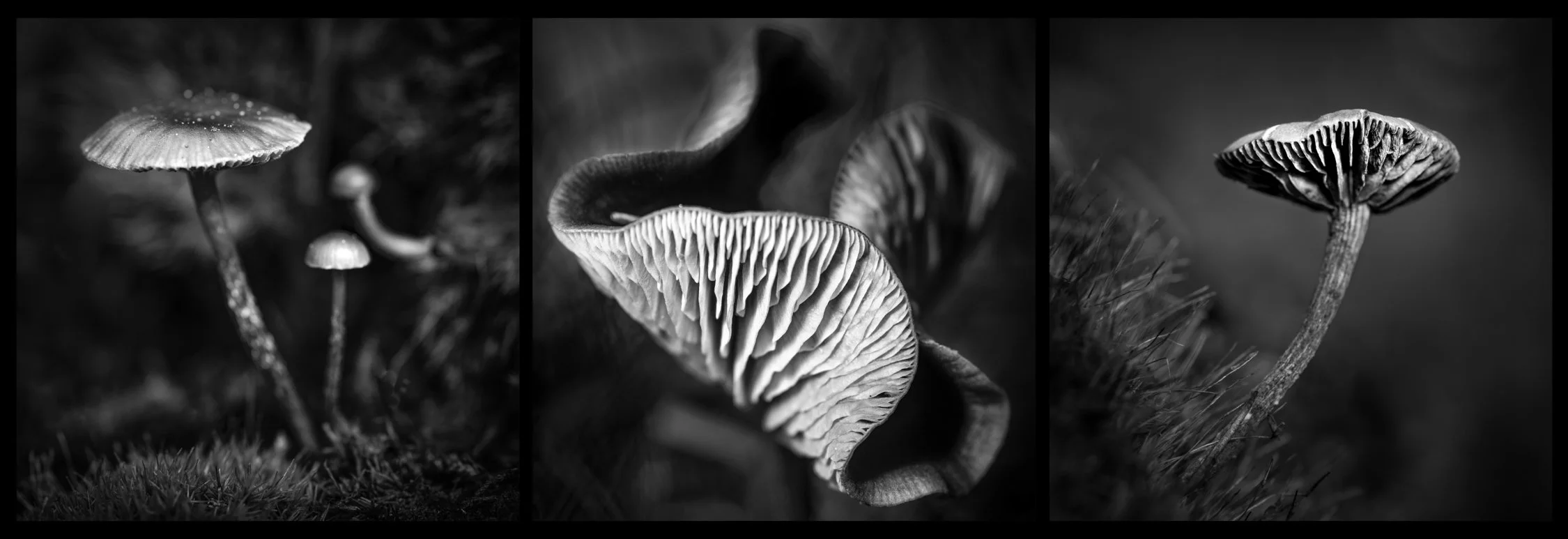 Photo Stories - The Mushroom Trip