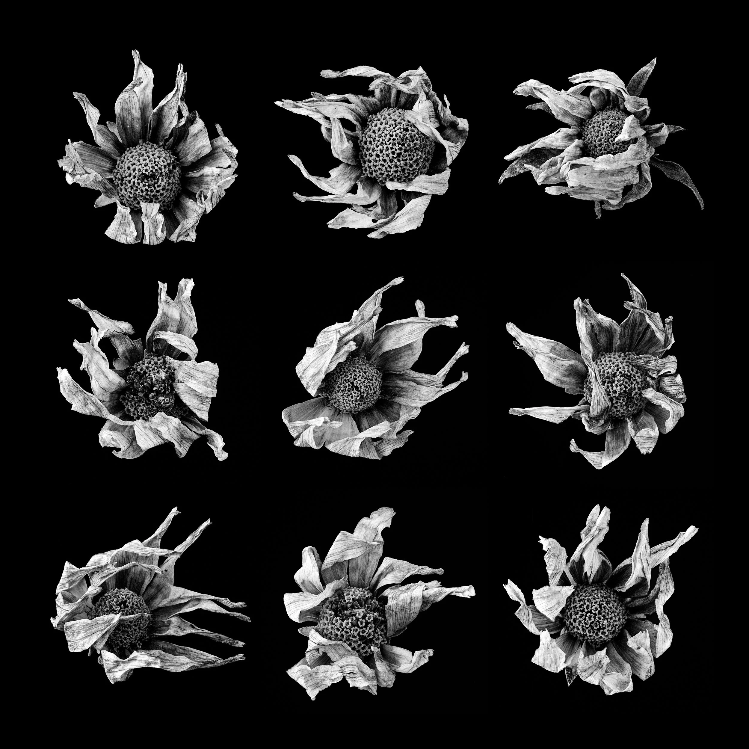 Photo Stories - Detritus of False Sunflower