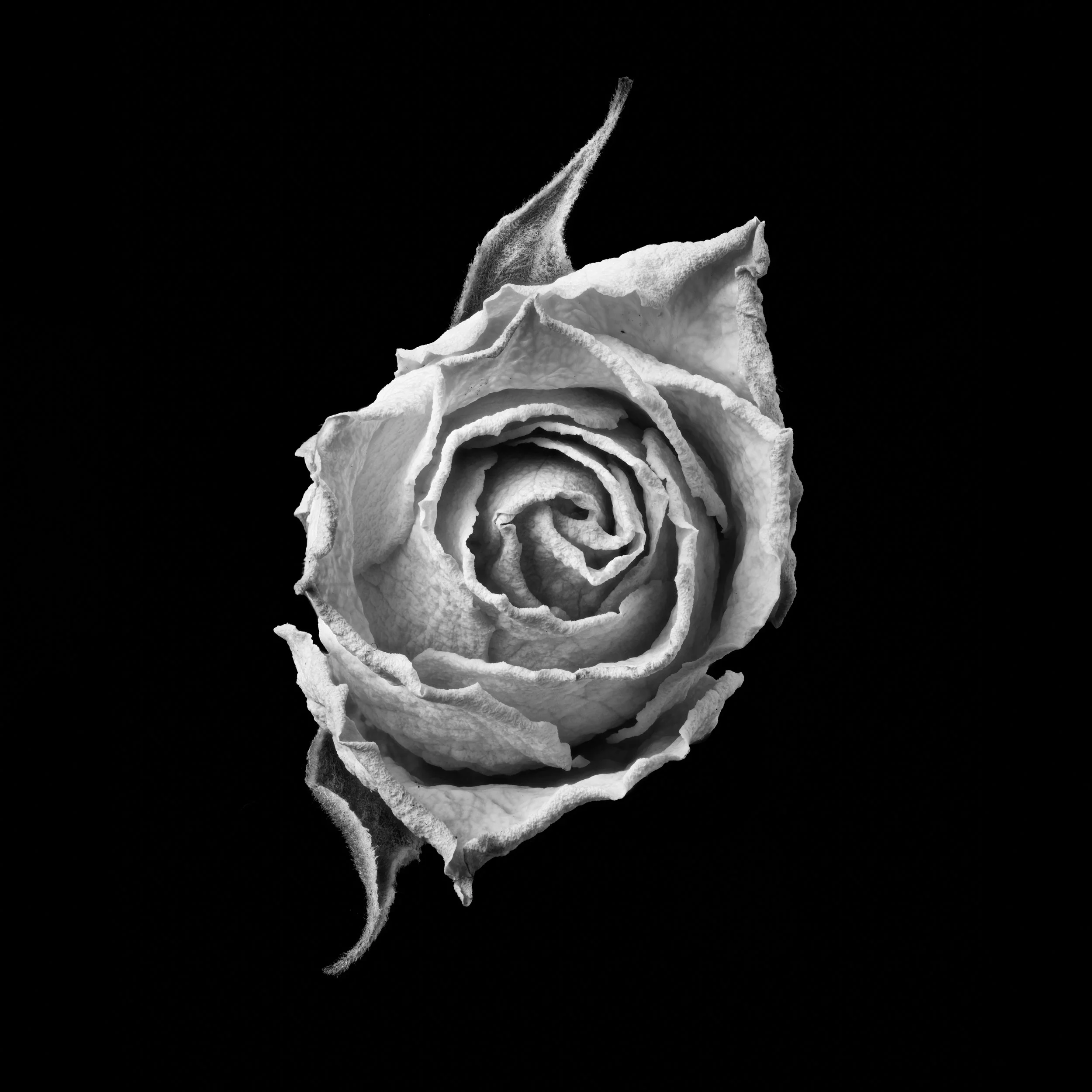 Dried Miniature Rose - 16x20" Framed Fine Art Print - Limited Edition of 5