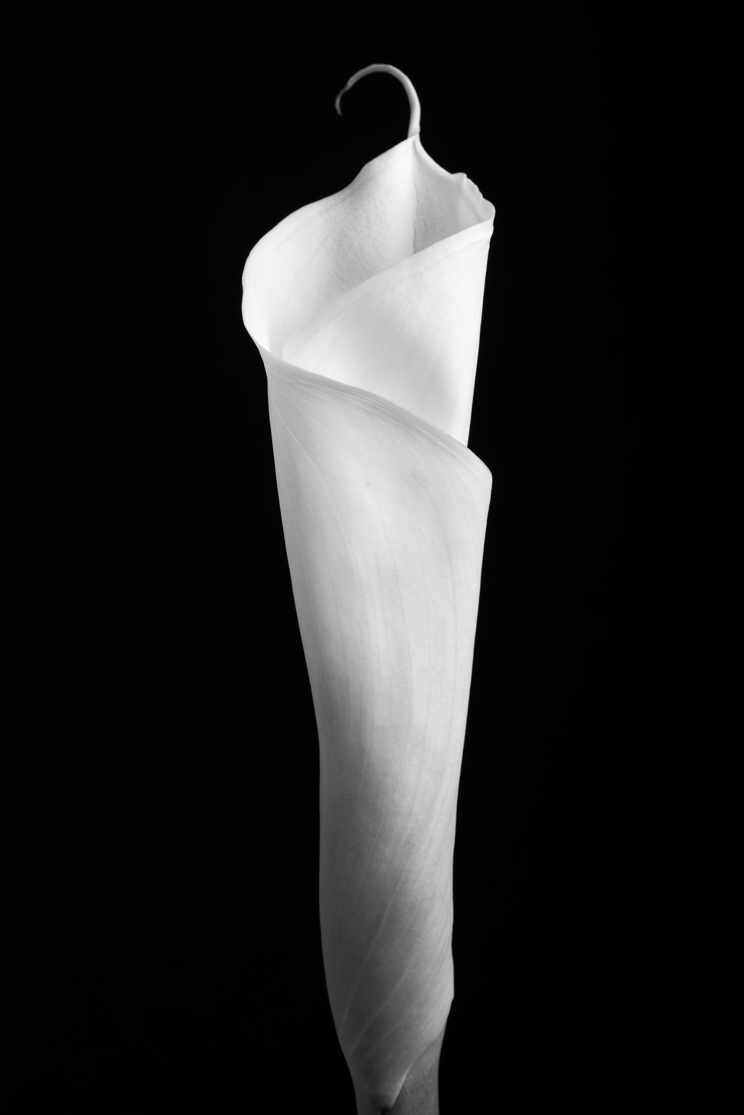 Calla Lily Ninety-Eight