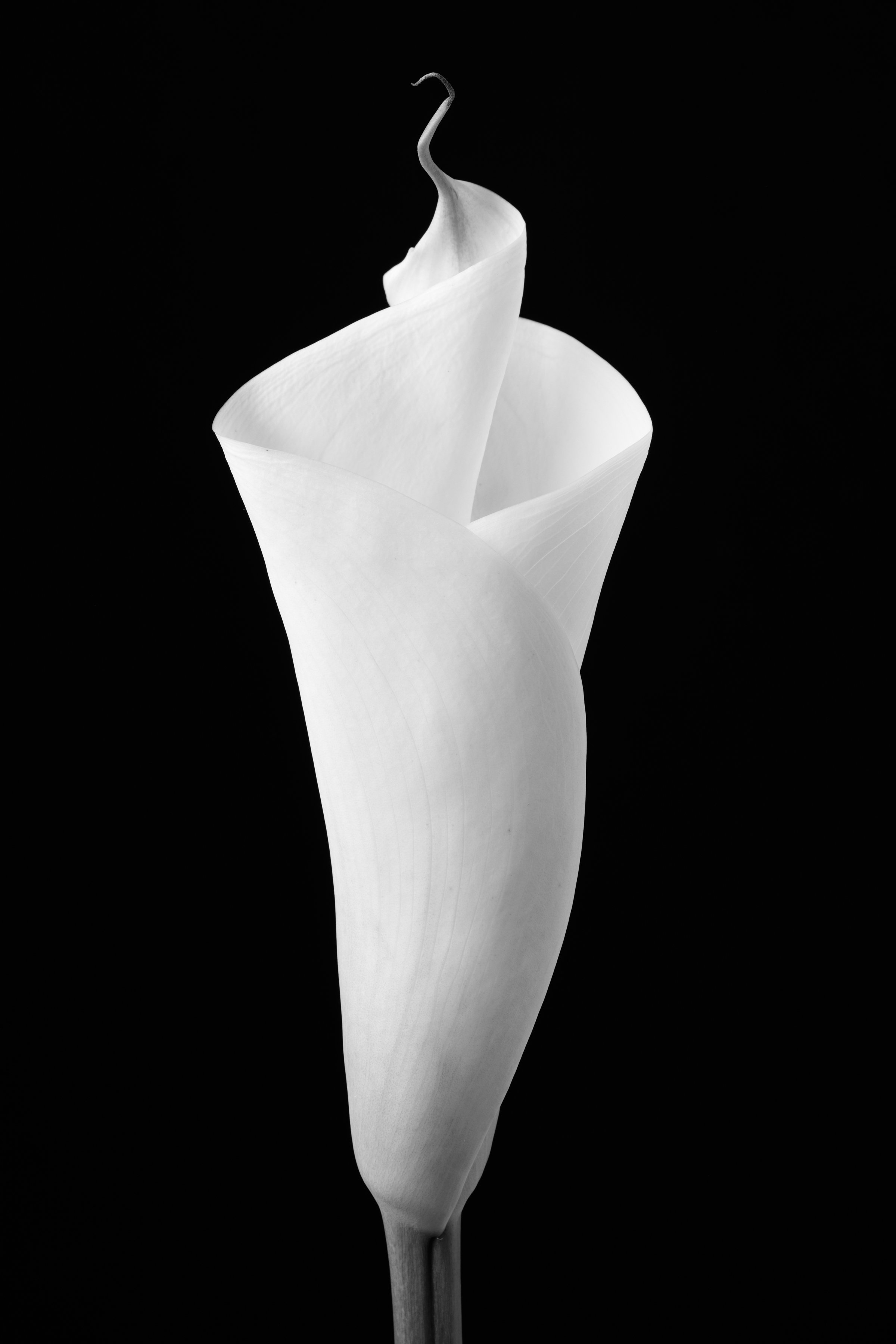 Calla Lily Sevety-Four