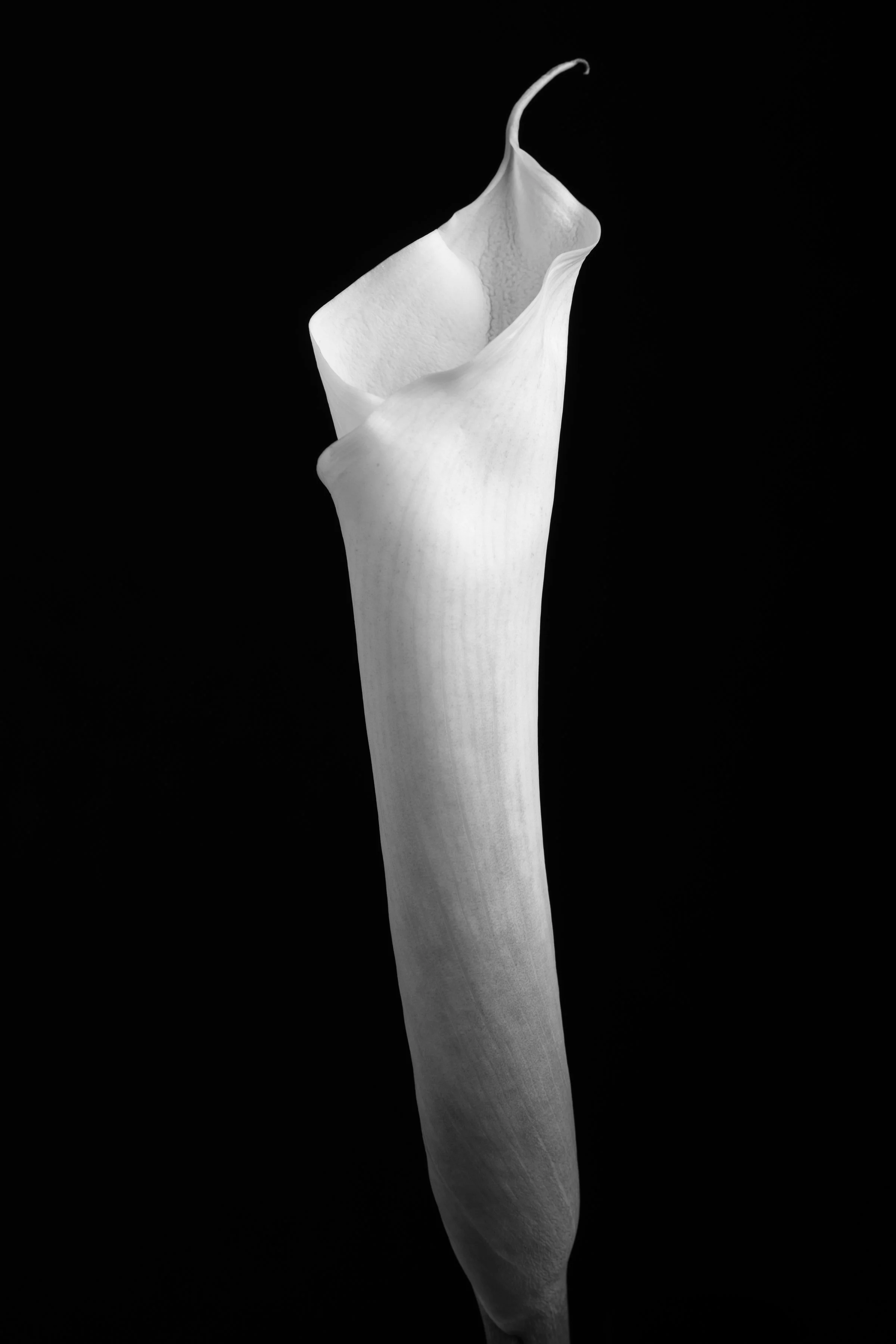 Calla Lily One Hundred-One