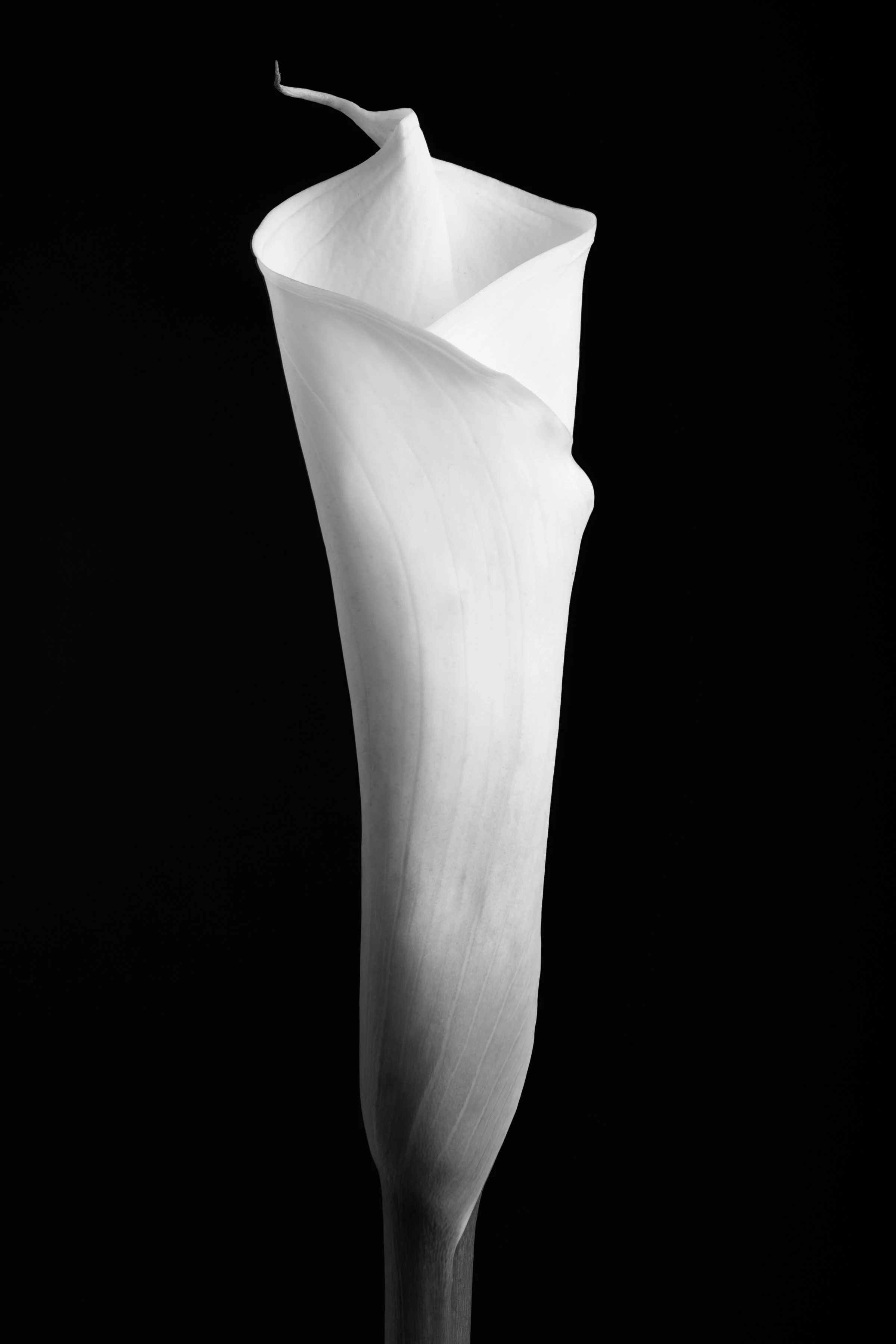 Calla Lily Thirteen