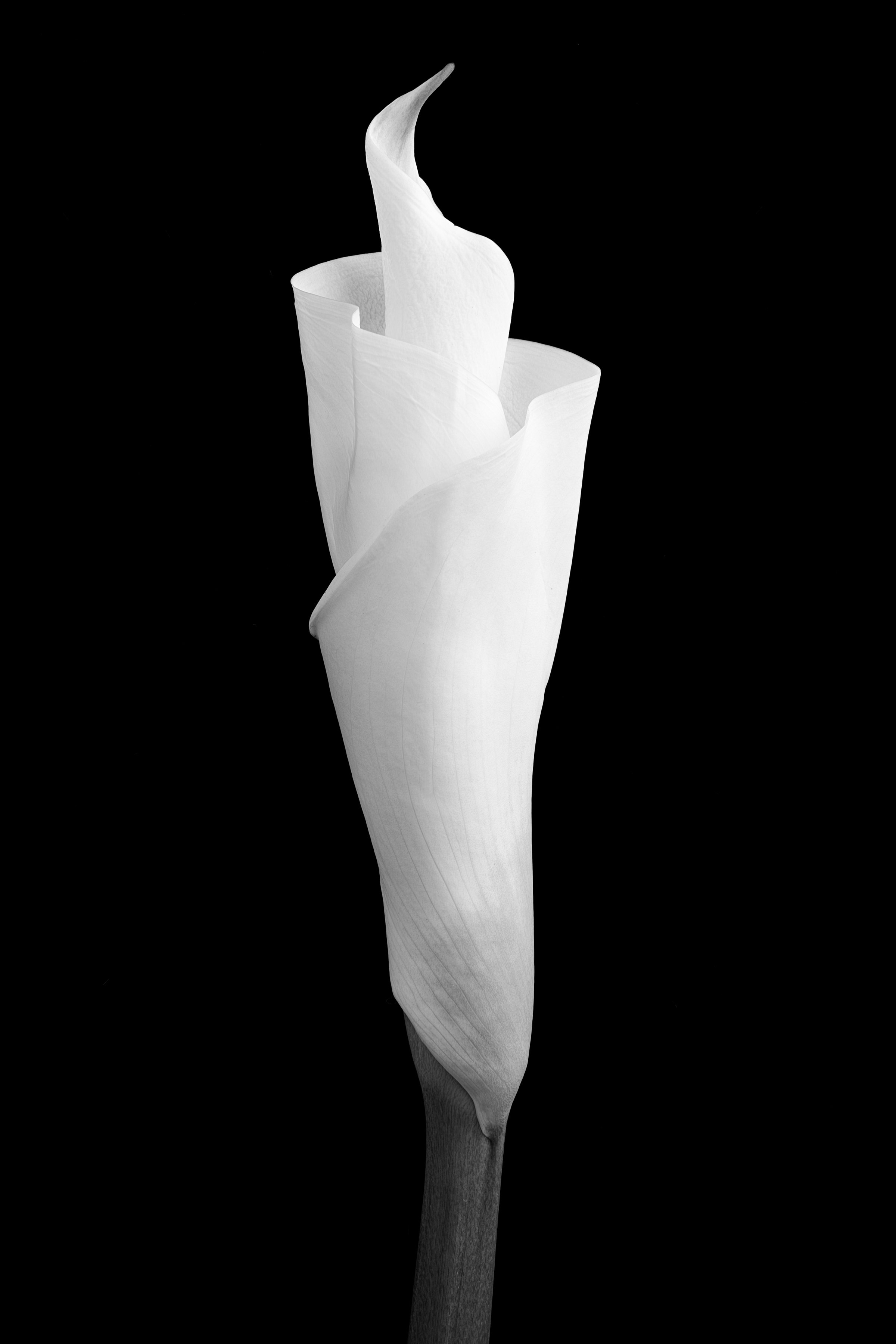 Calla Lily Three