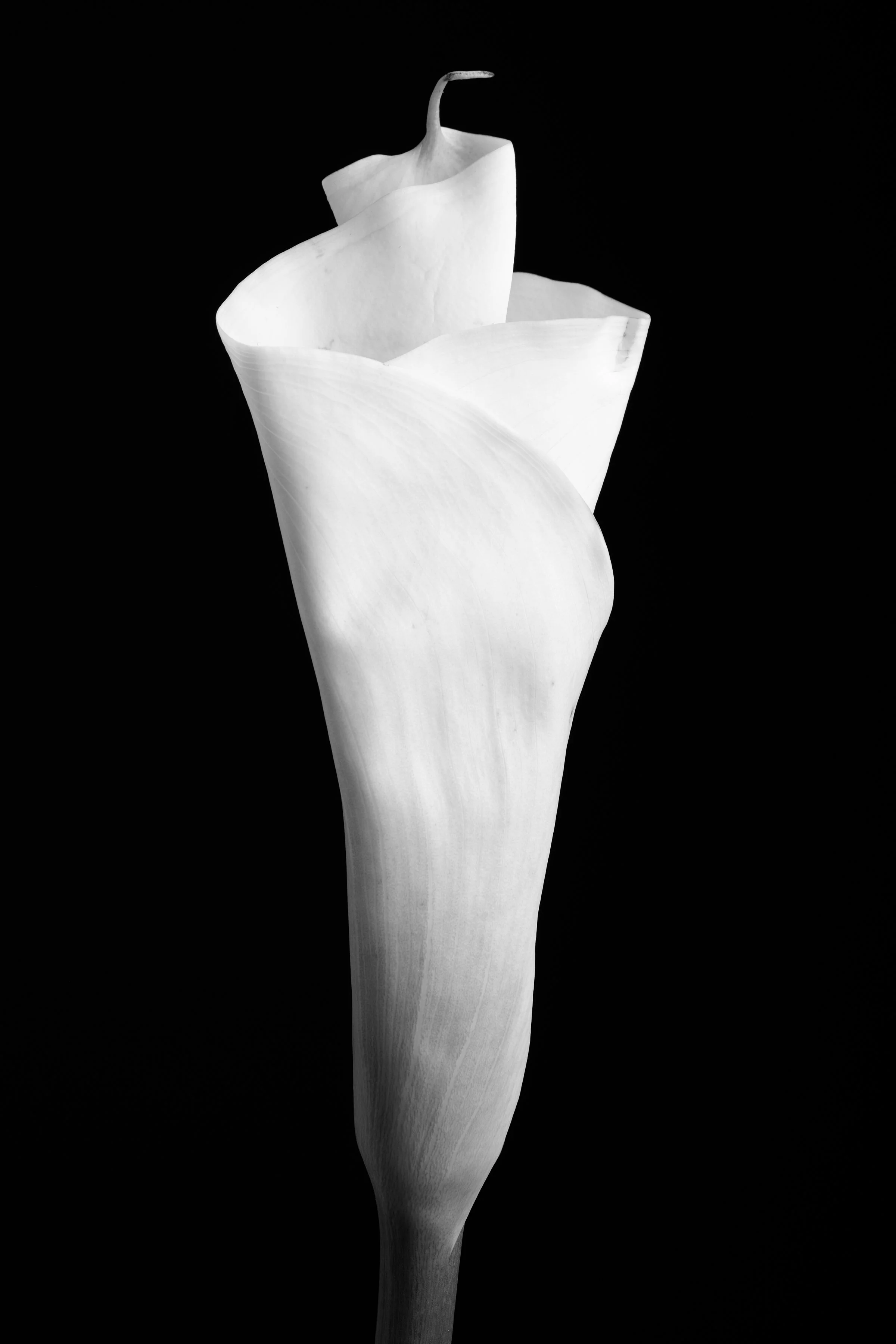 Calla Lily Thirty-Five