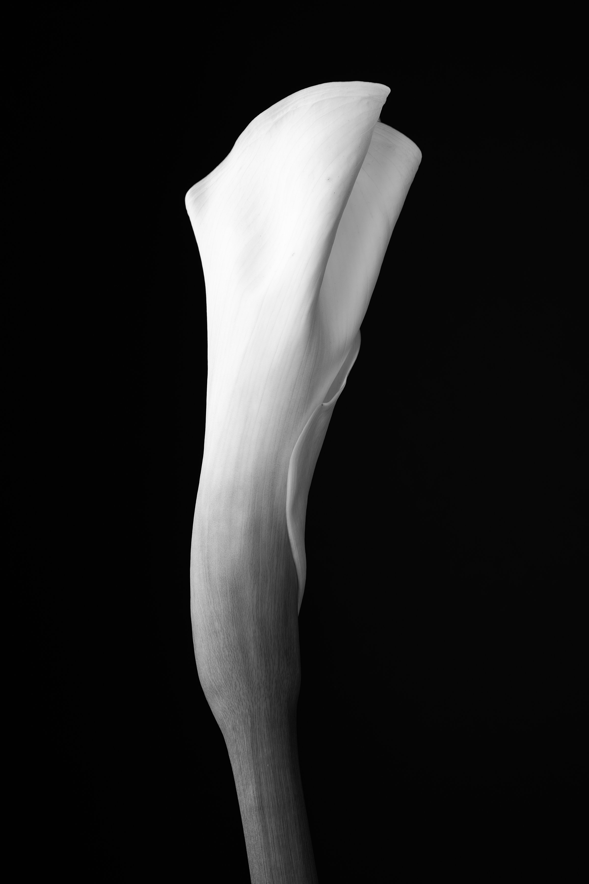 Calla Lily Four