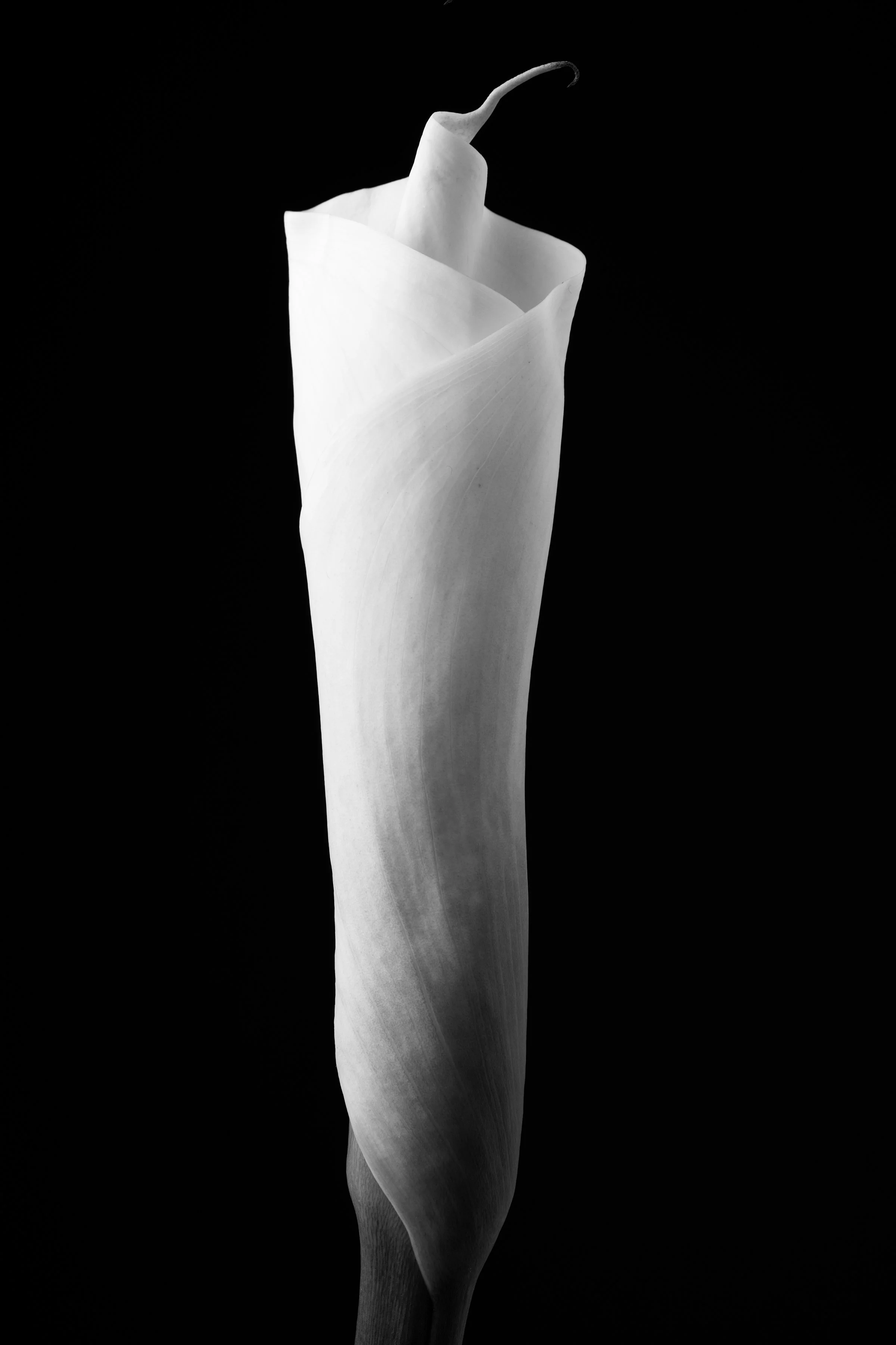 Calla Lily Twenty-Eight