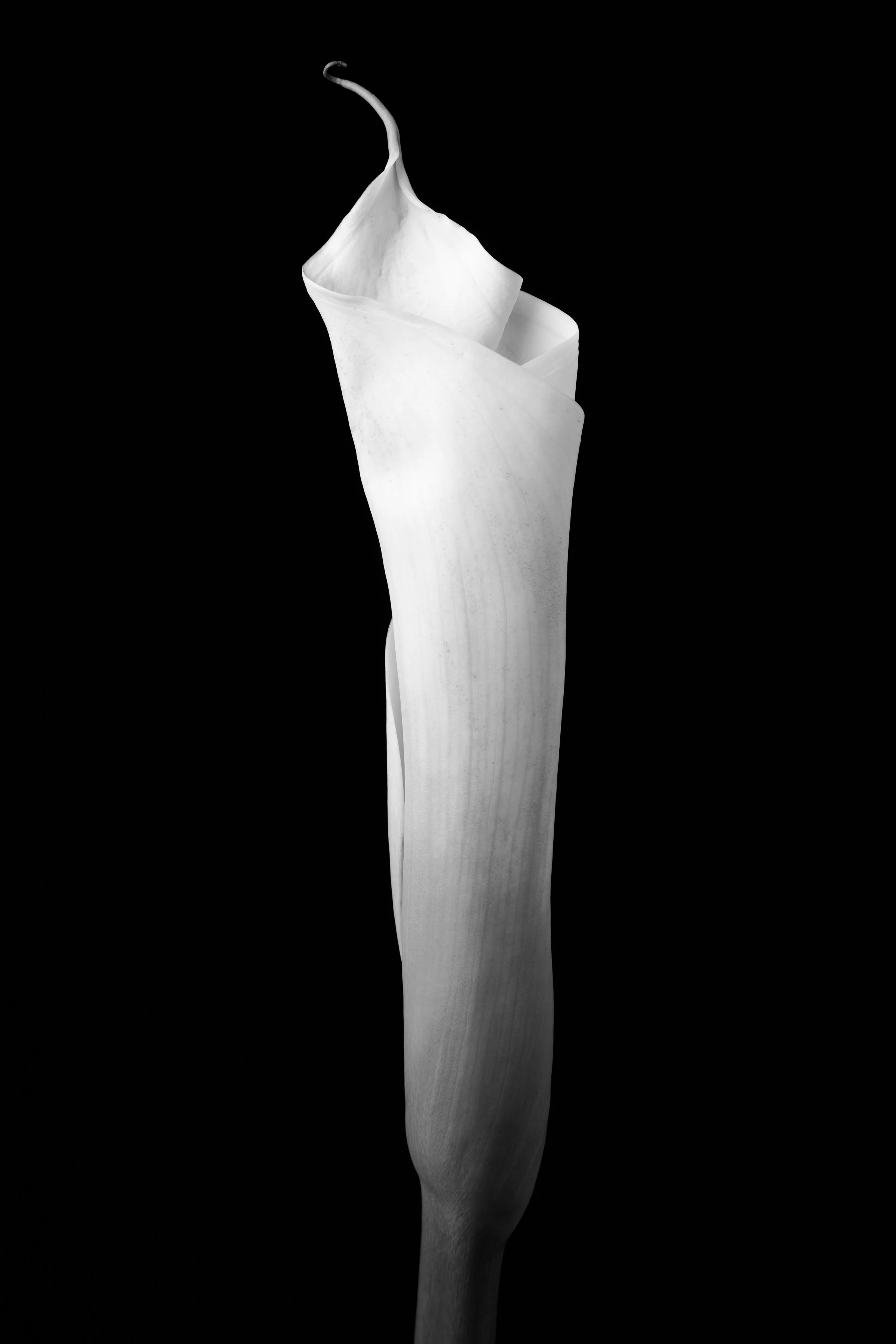 Calla Lily One Hundred-Thirteen