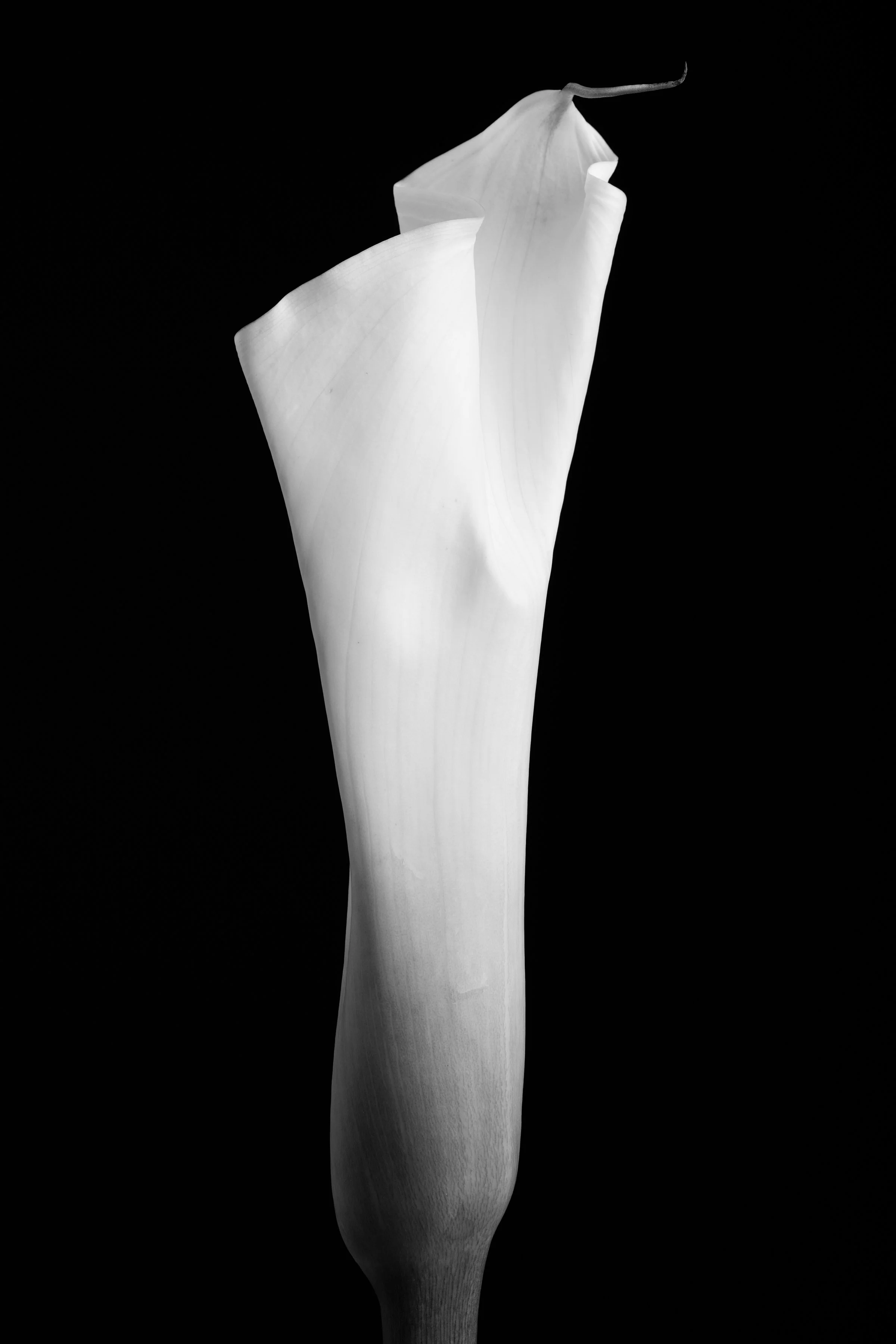 Calla Lily Thirty-One