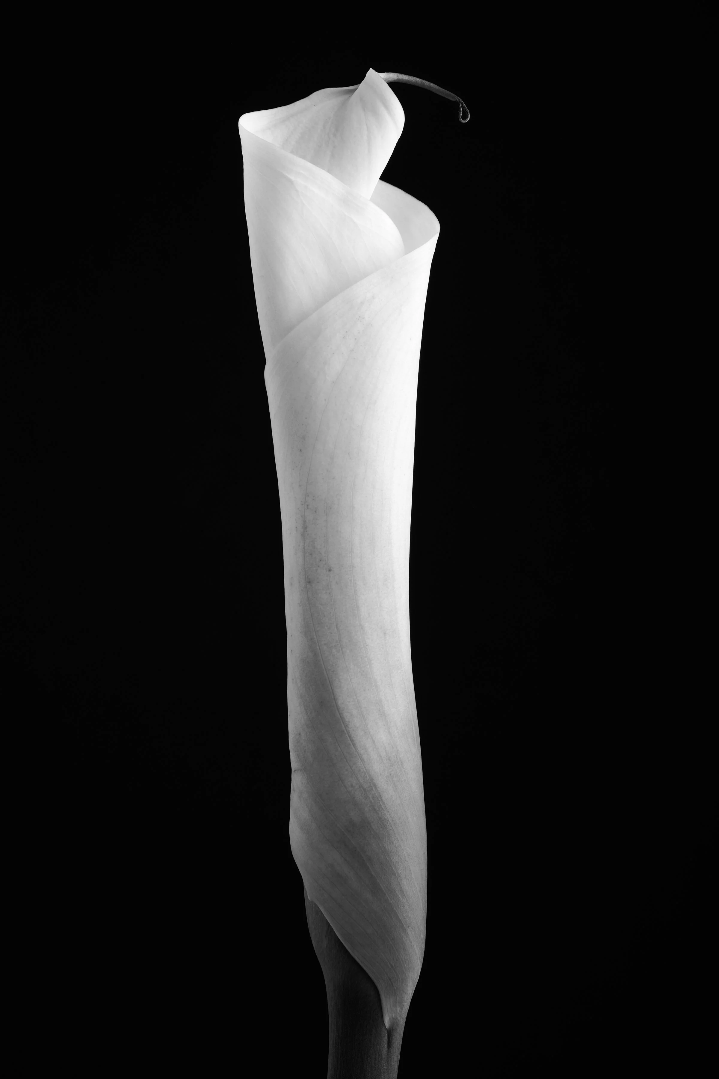 Calla Lily Forty