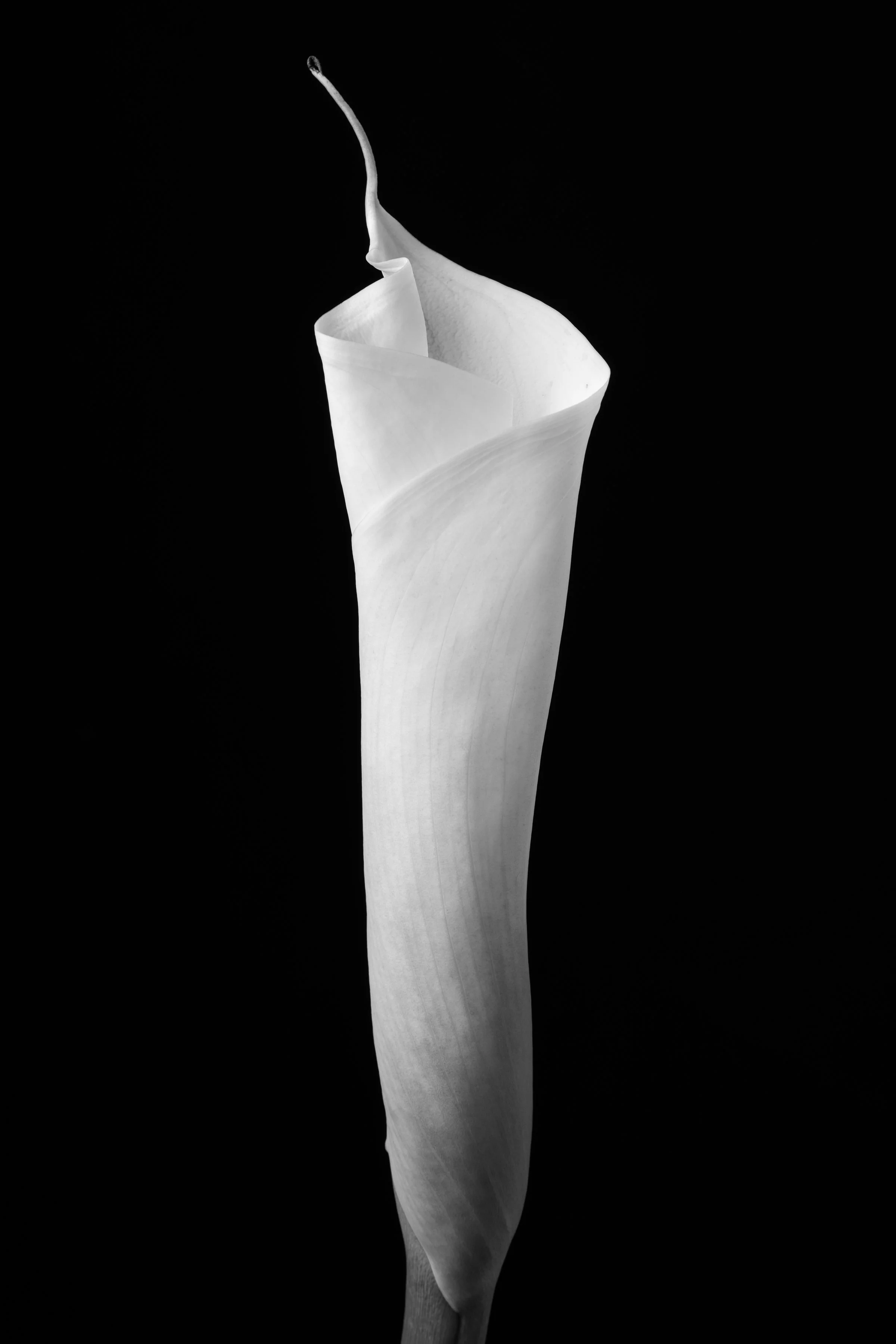 Calla Lily One Hundred-Three