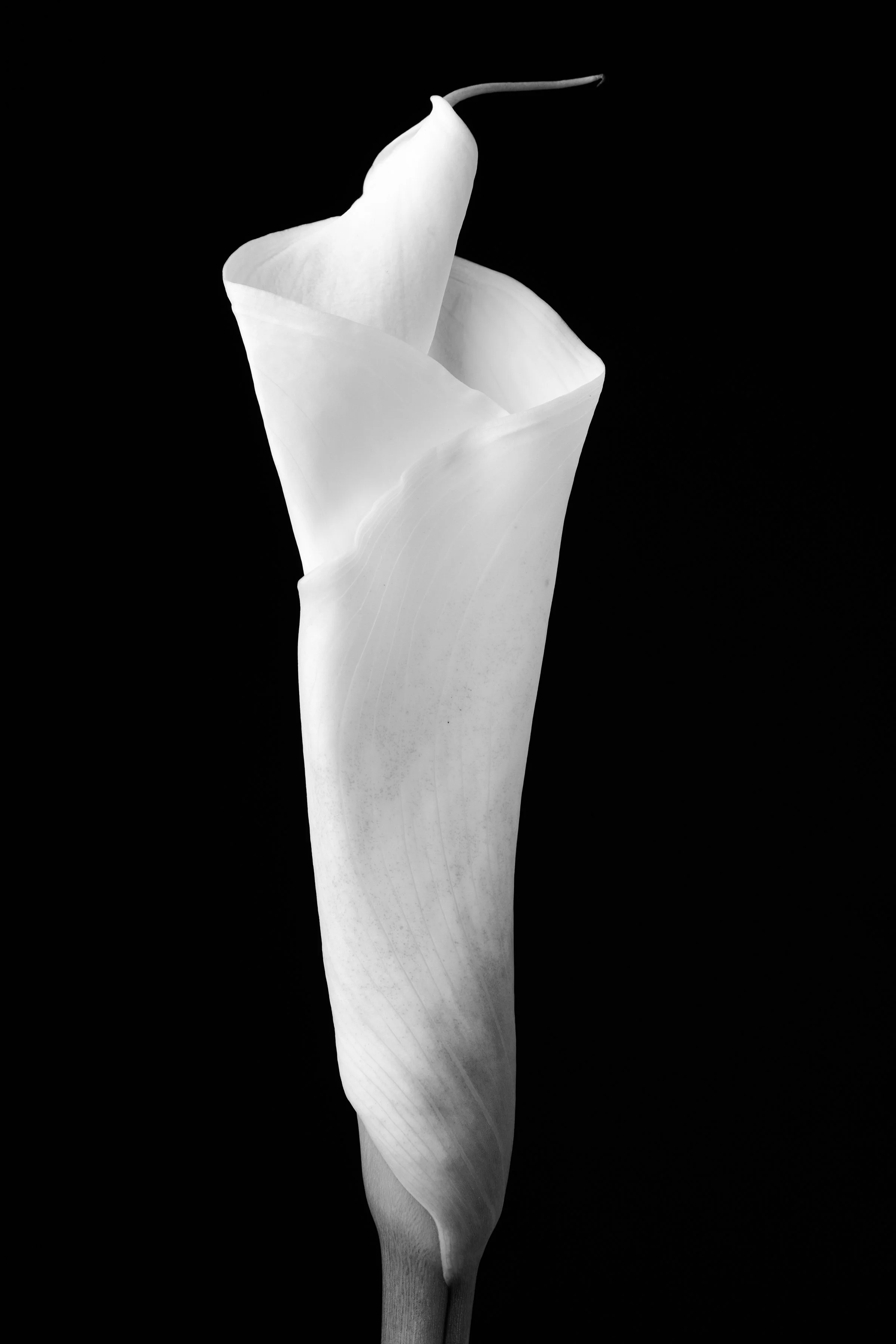 Calla Lily Thirty-Eight