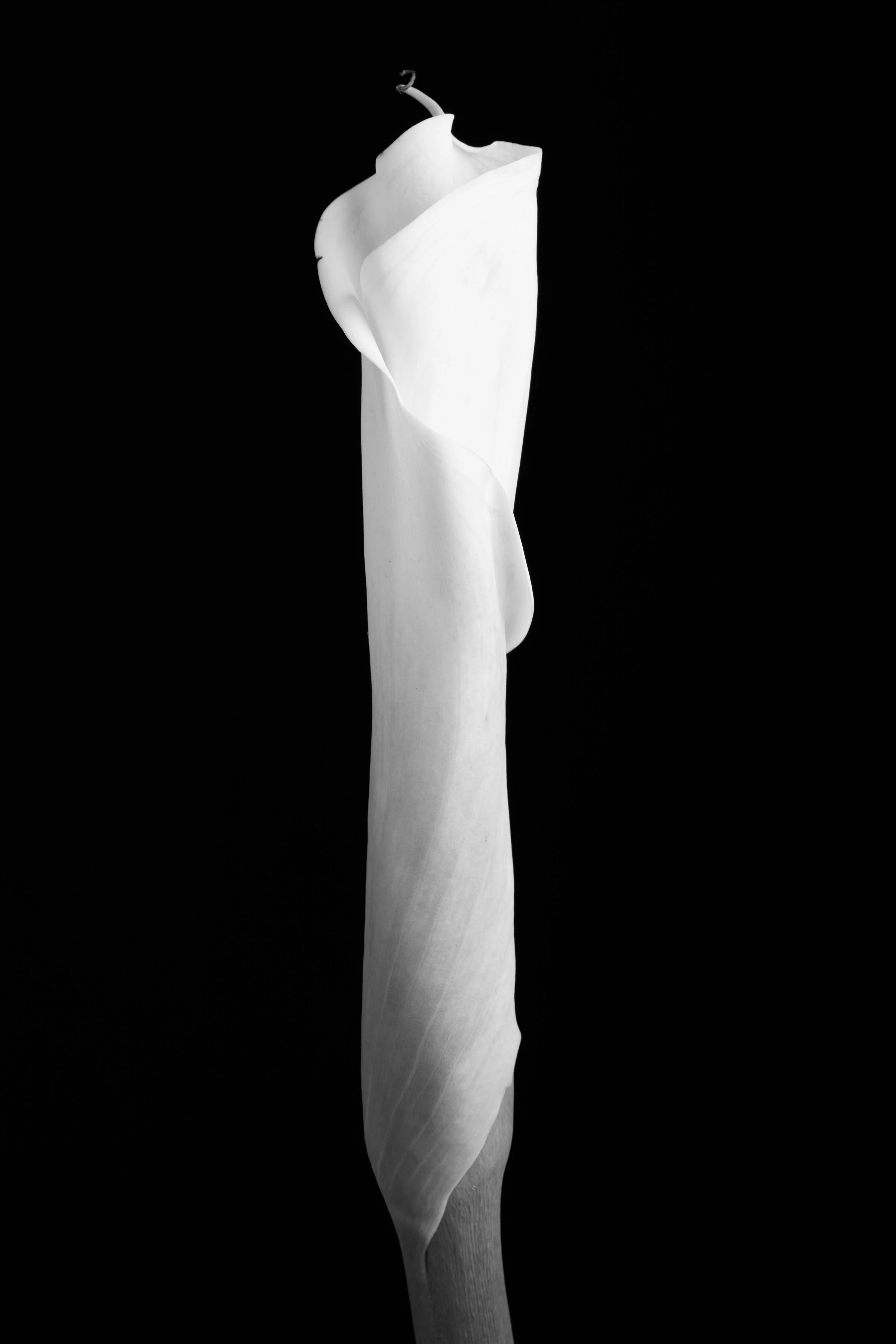 Calla Lily Eighty-Seven