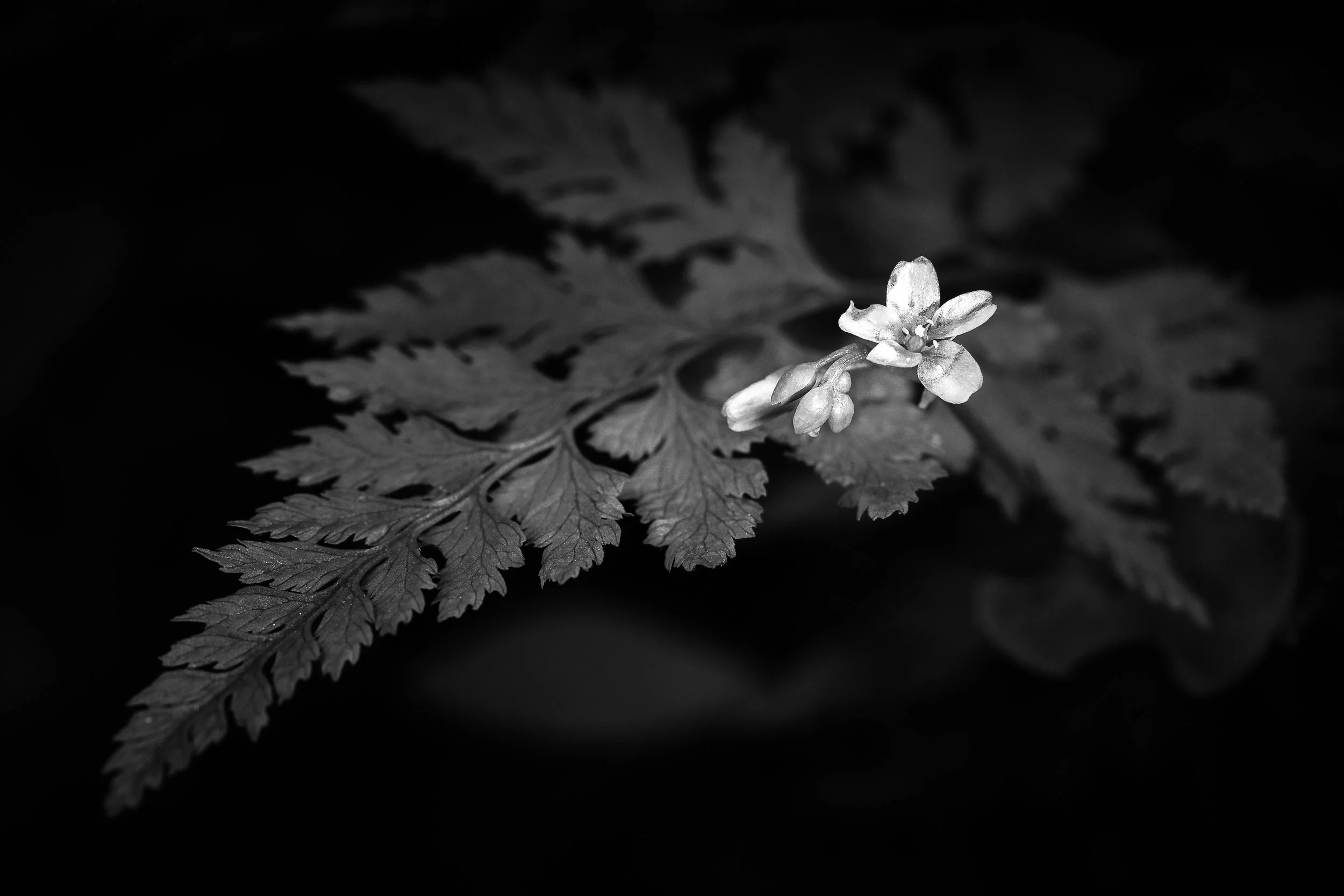 Flower and Fern (2023)