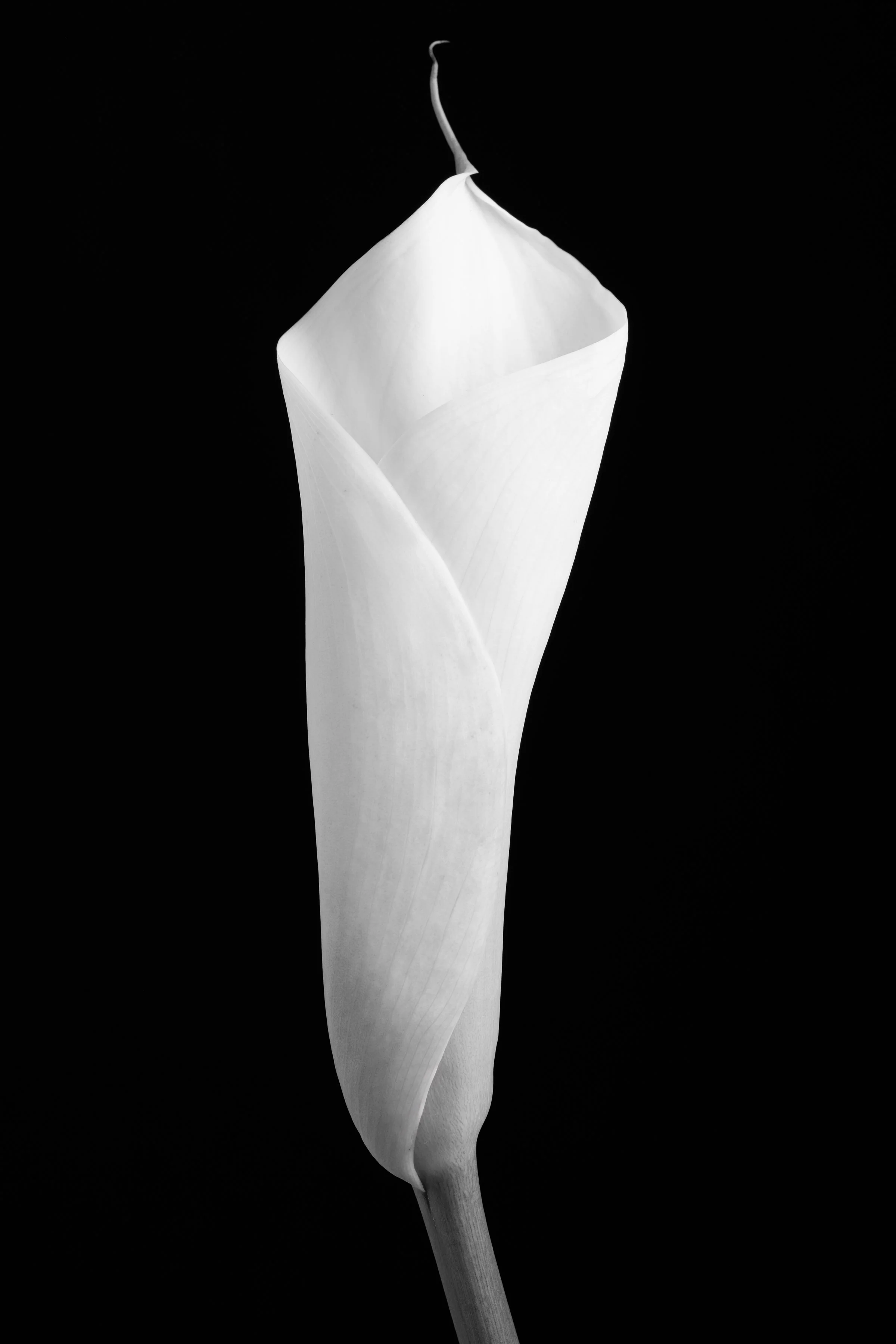 Calla Lily Eighty-Three