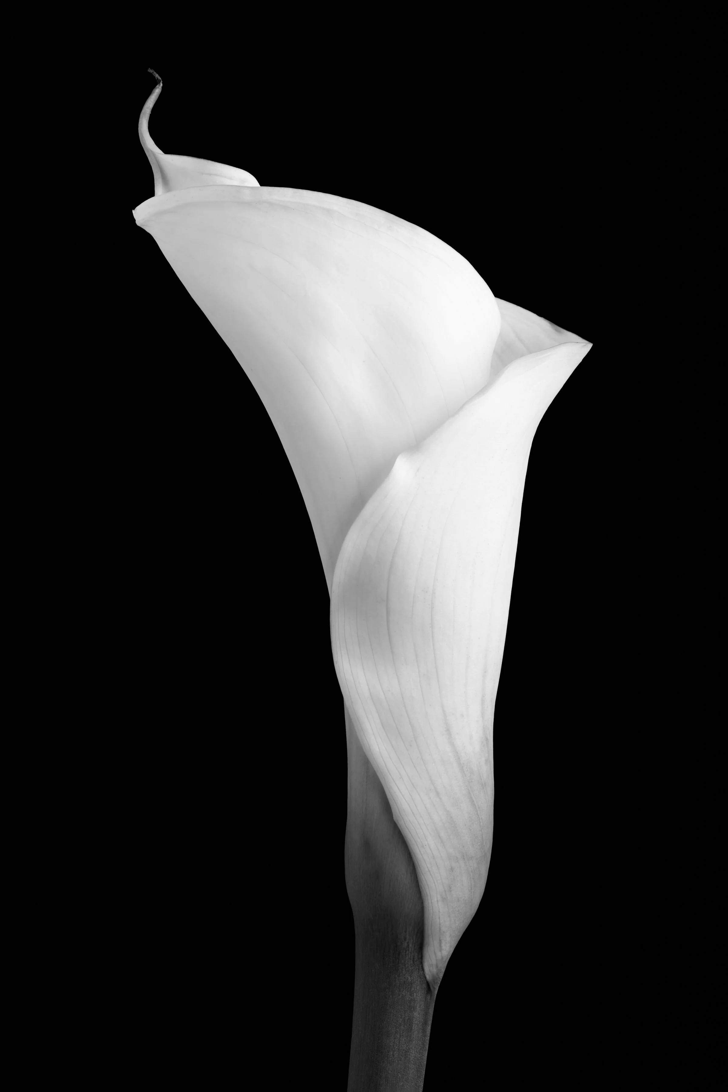 Calla Lily Nine