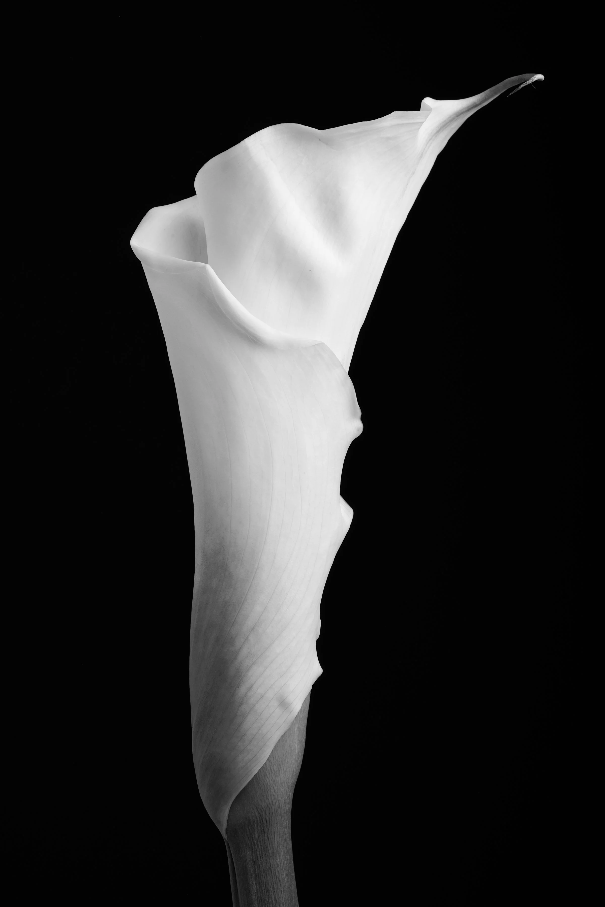 Calla Lily Thirty-Two