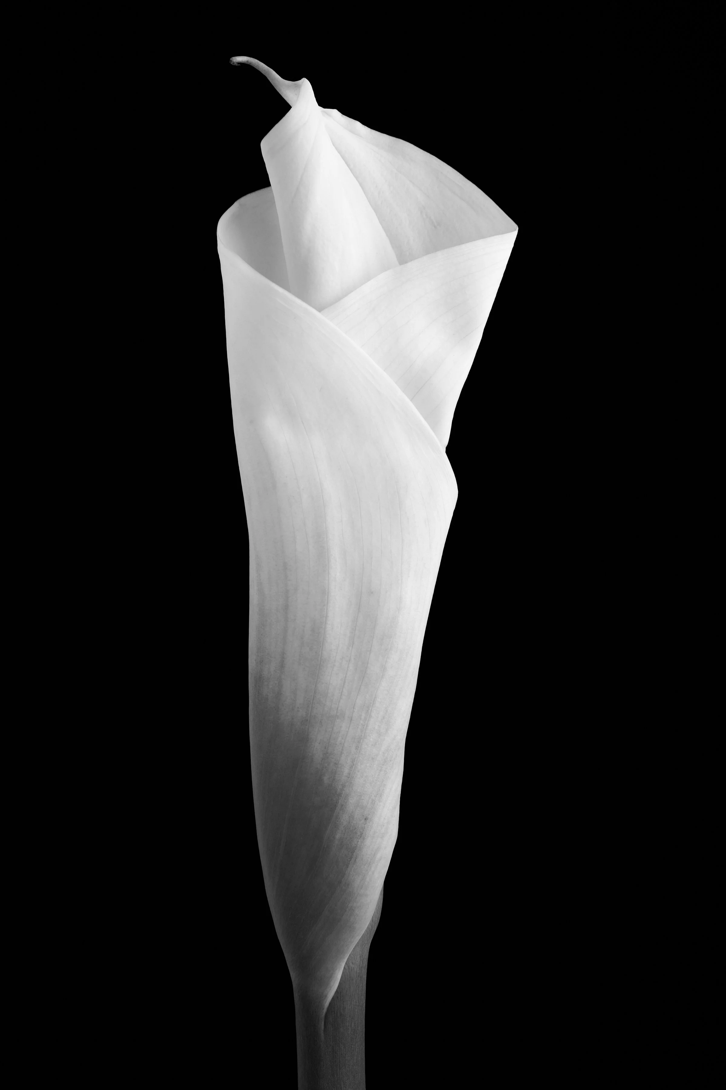 Calla Lily Thirty-Nine