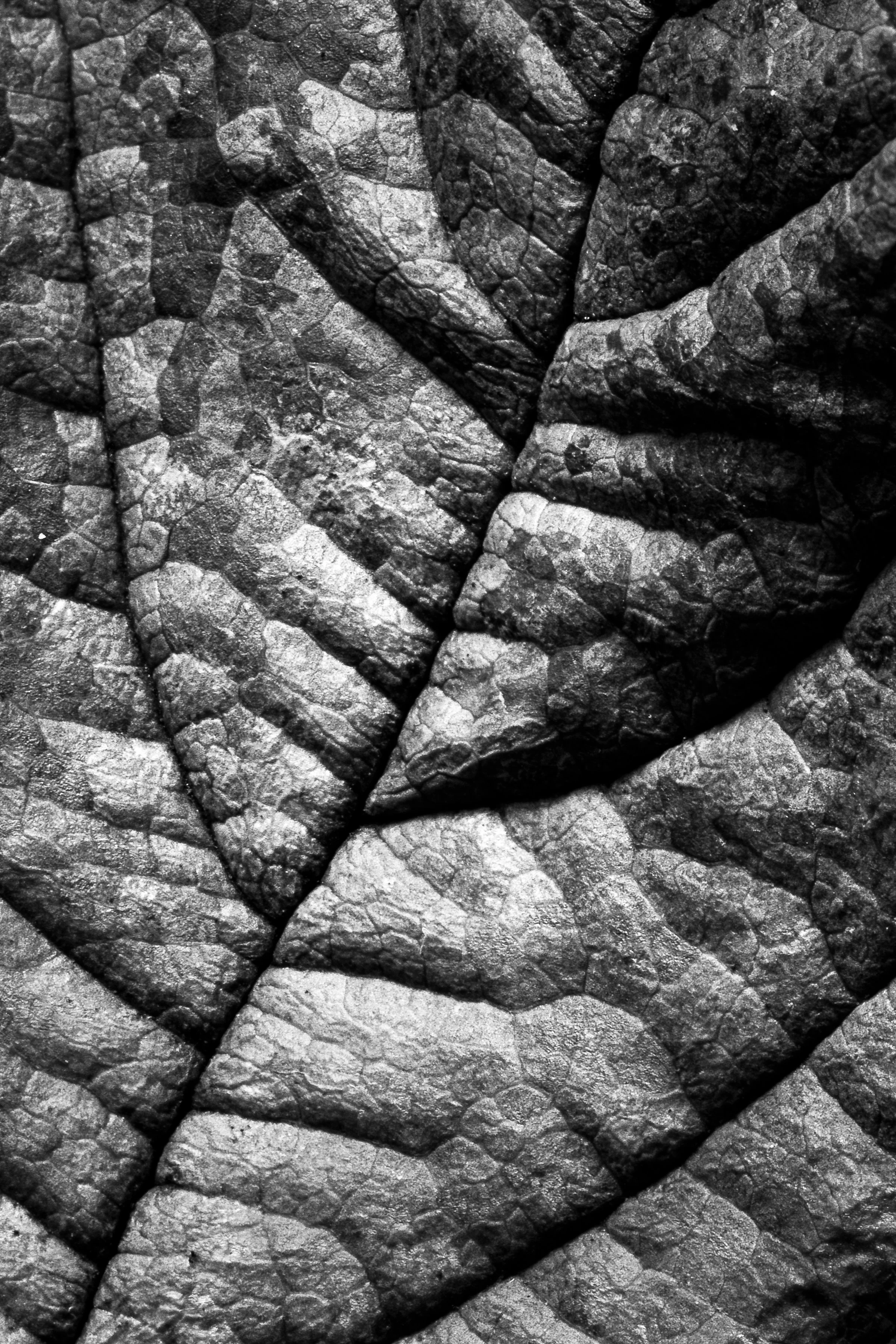 Leafscape No. 2 (2023)