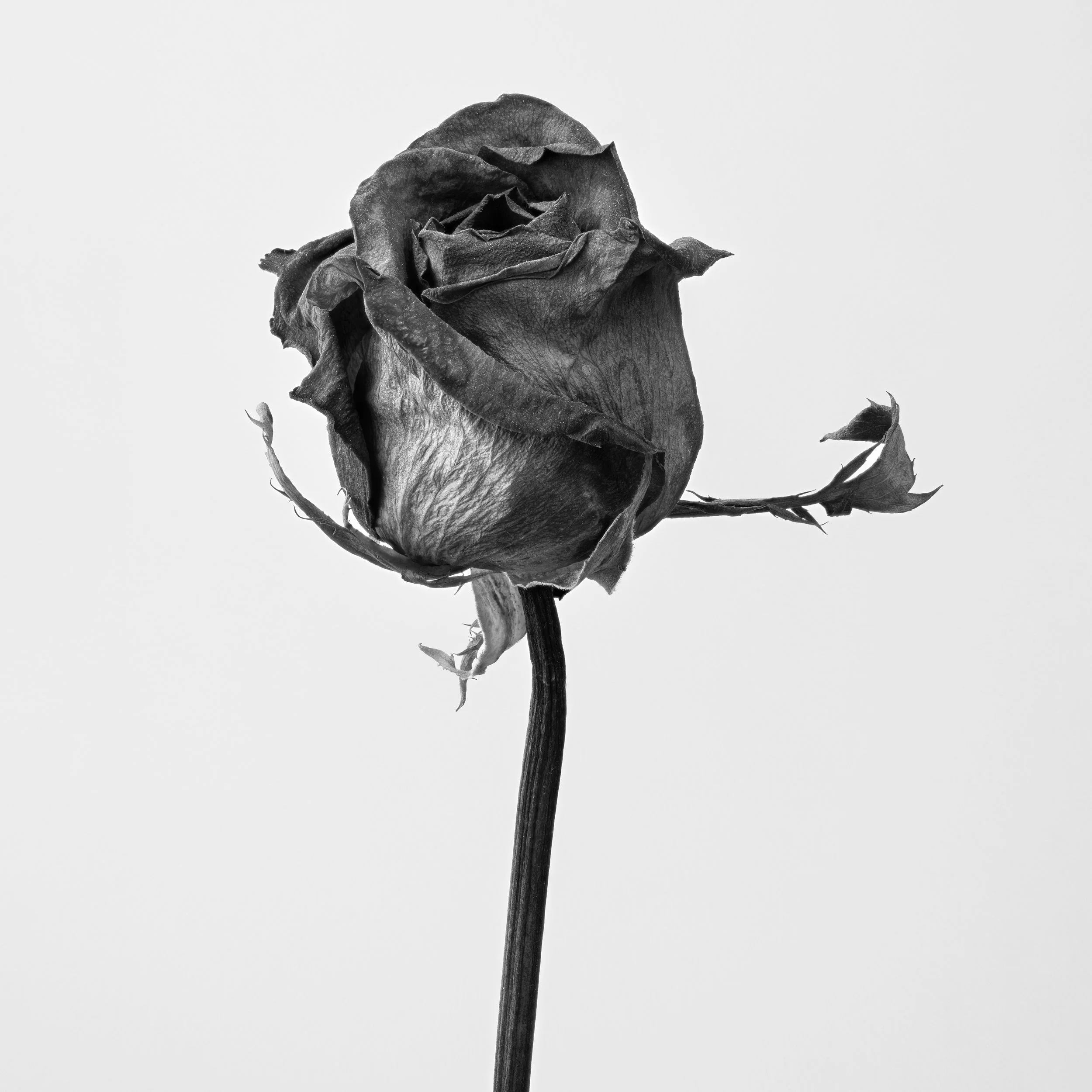 The Dancing Rose - 16x20" Framed Fine Art Print - Limited Edition of 5
