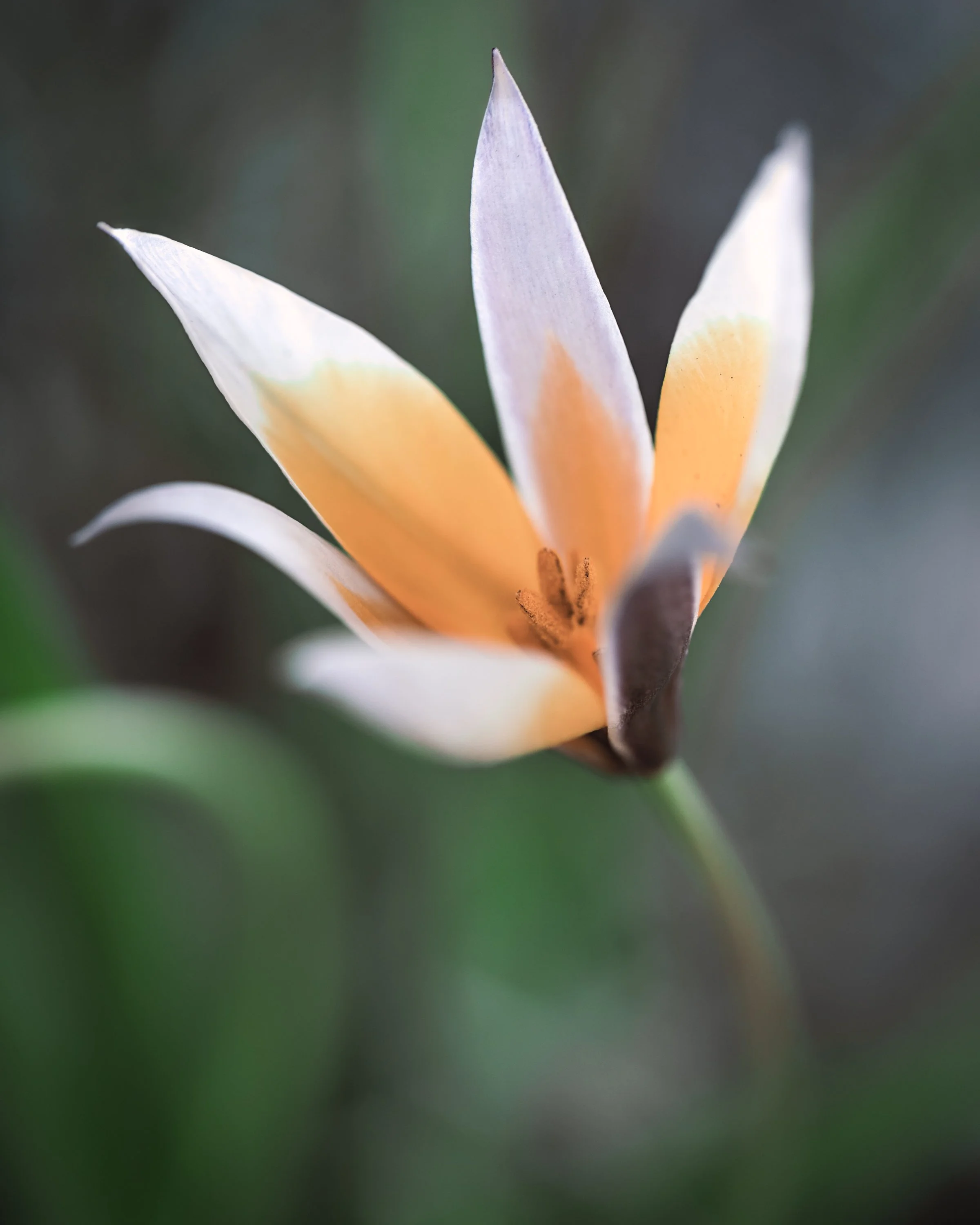 From the Garden (2019)