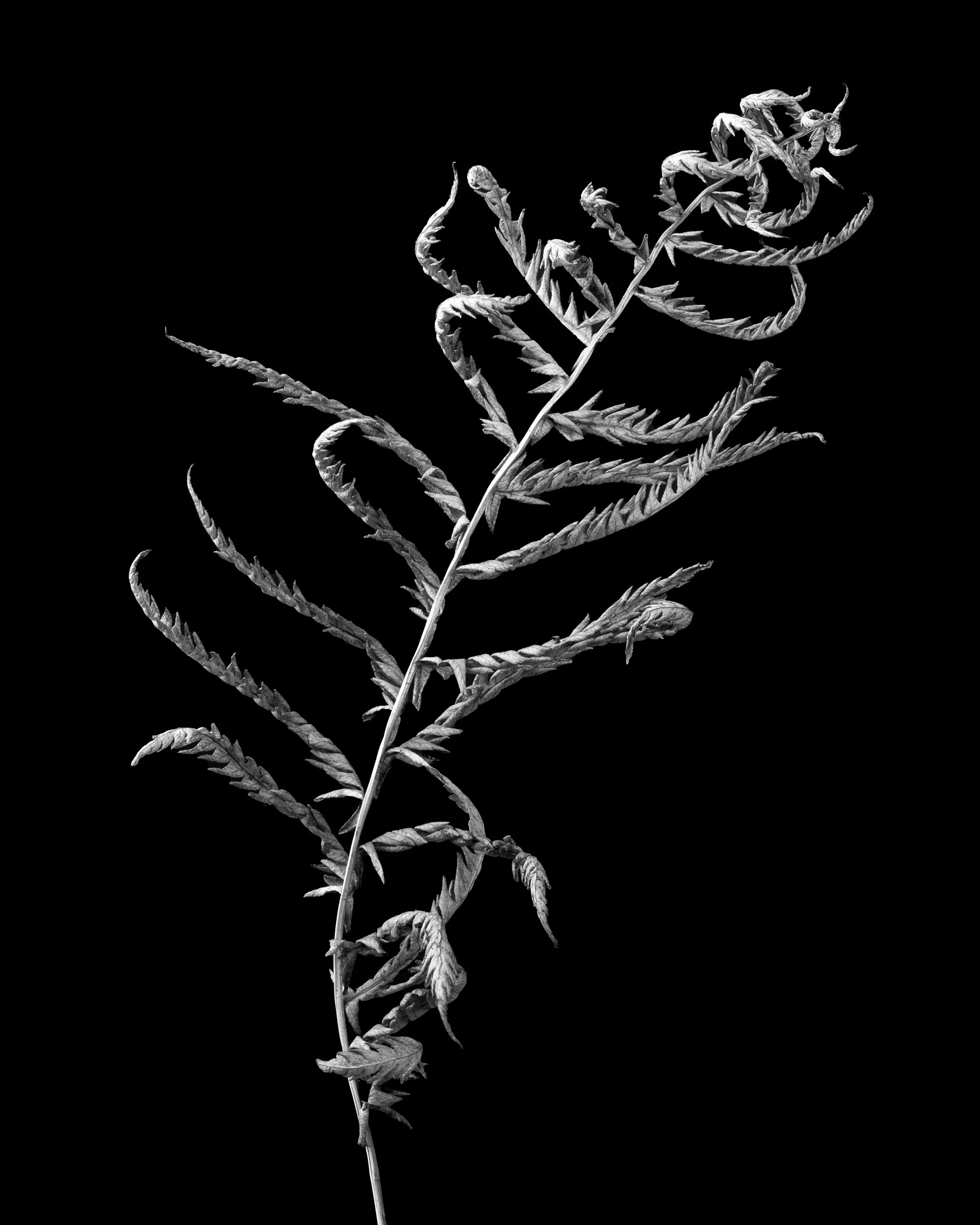 The Dancing Fern (2023)