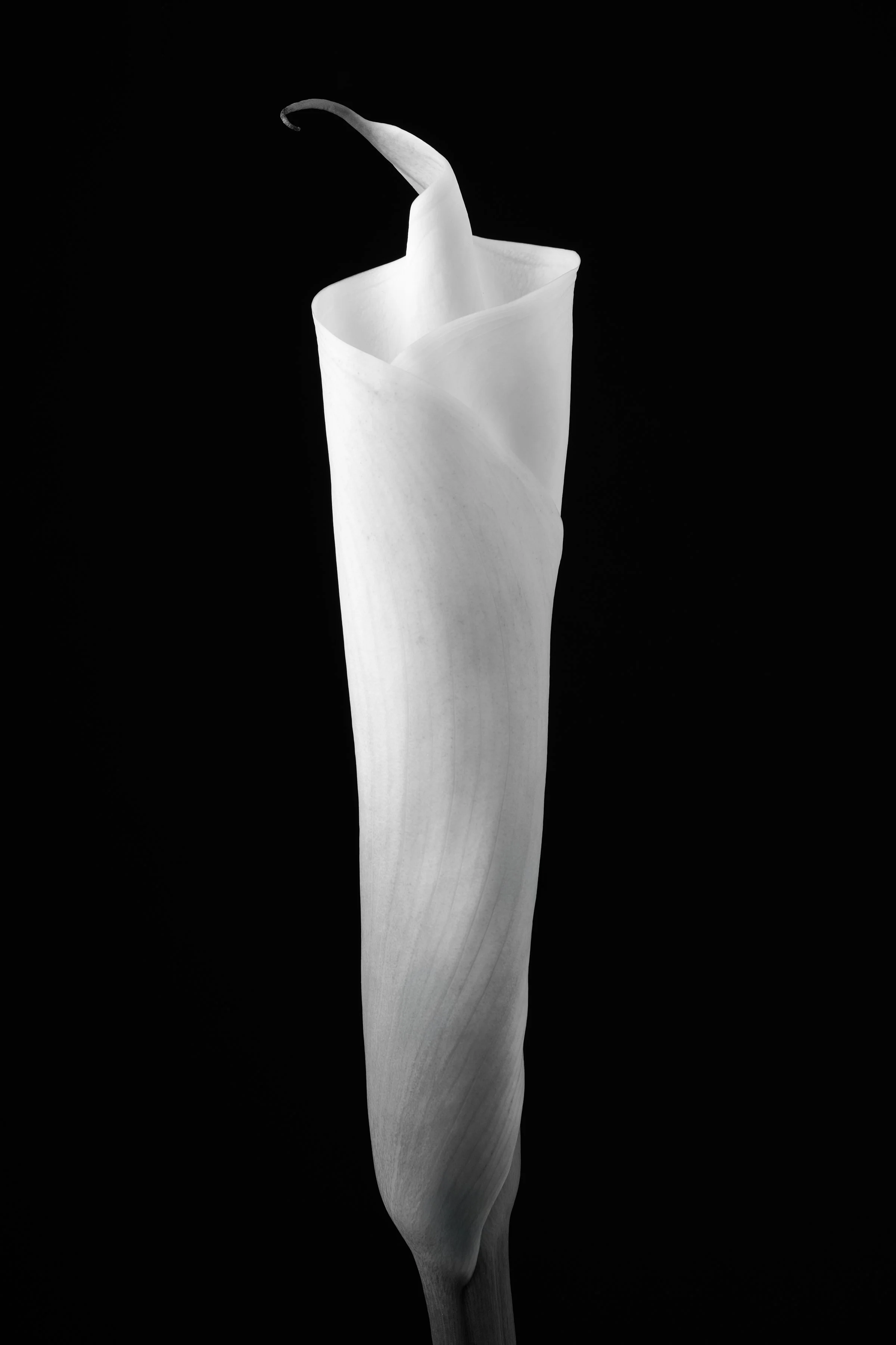 Calla Lily Fifty-Six