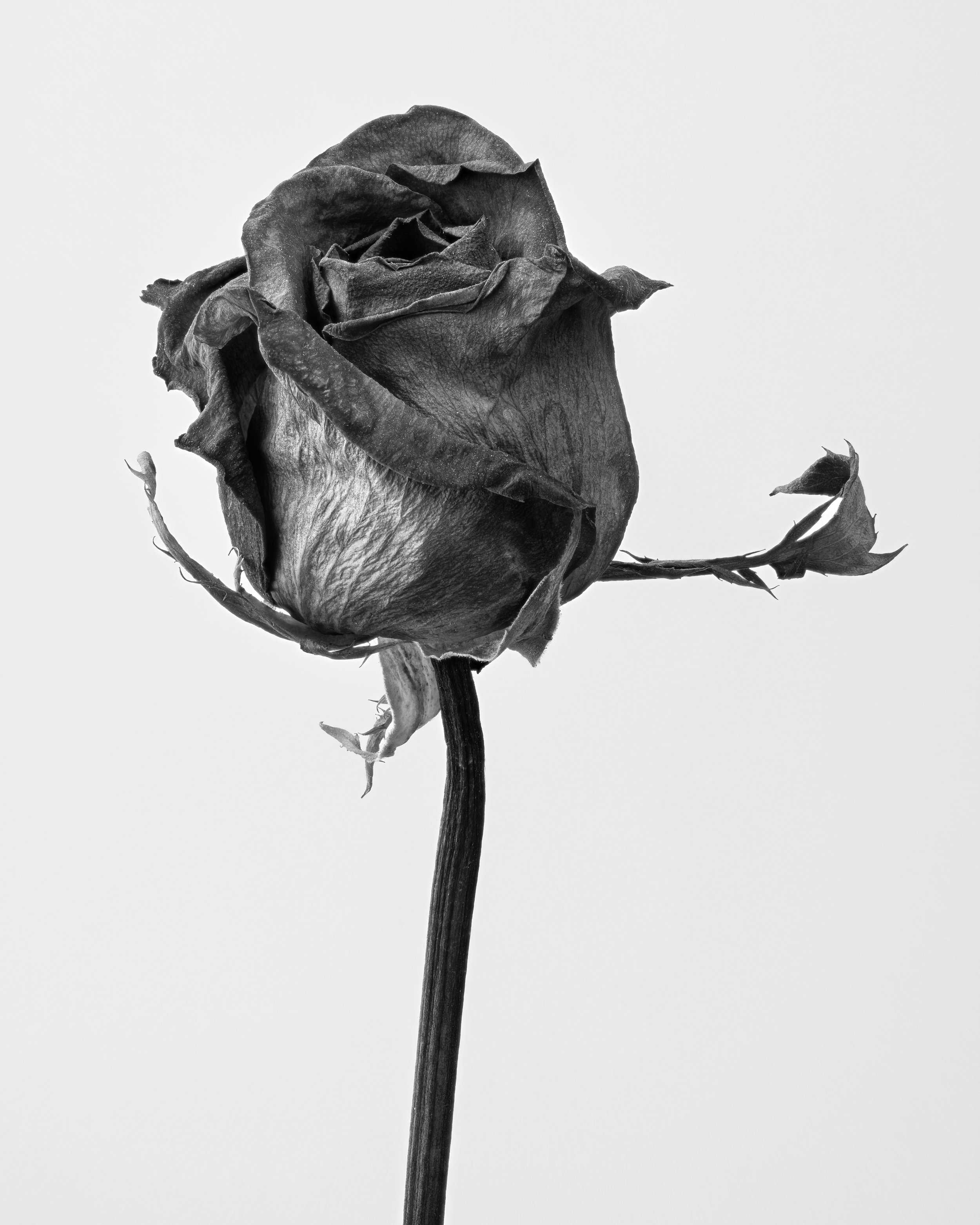The Dancing Rose (2023)