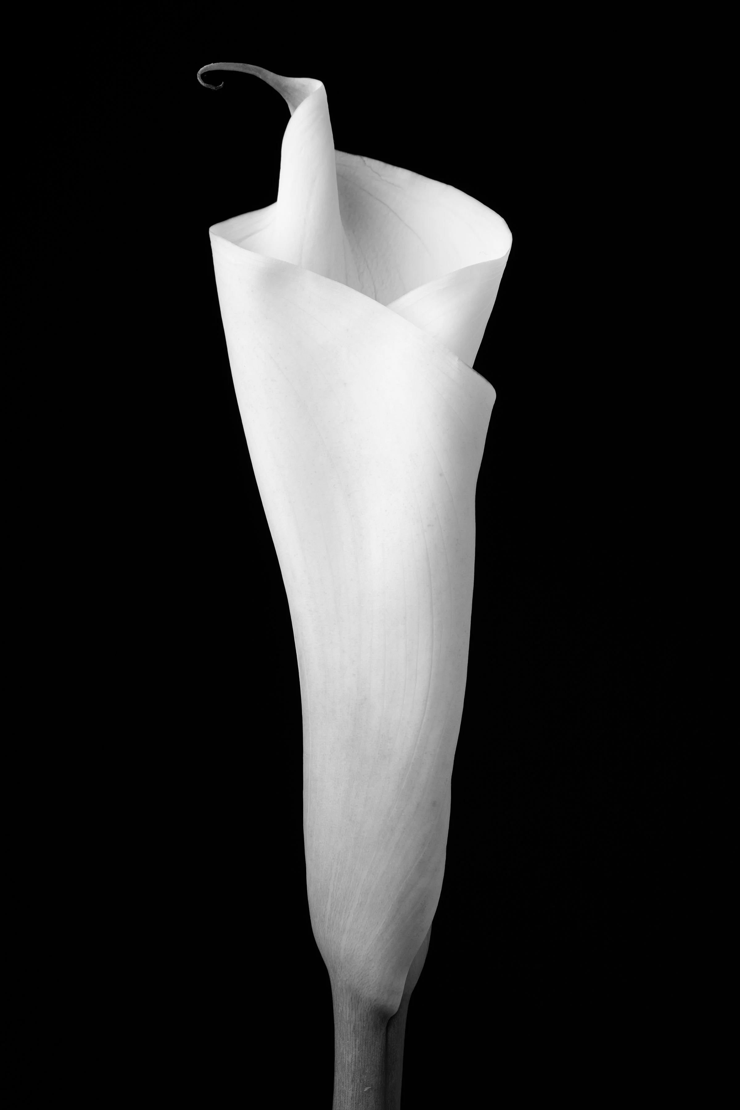 Calla Lily Thirty-Seven