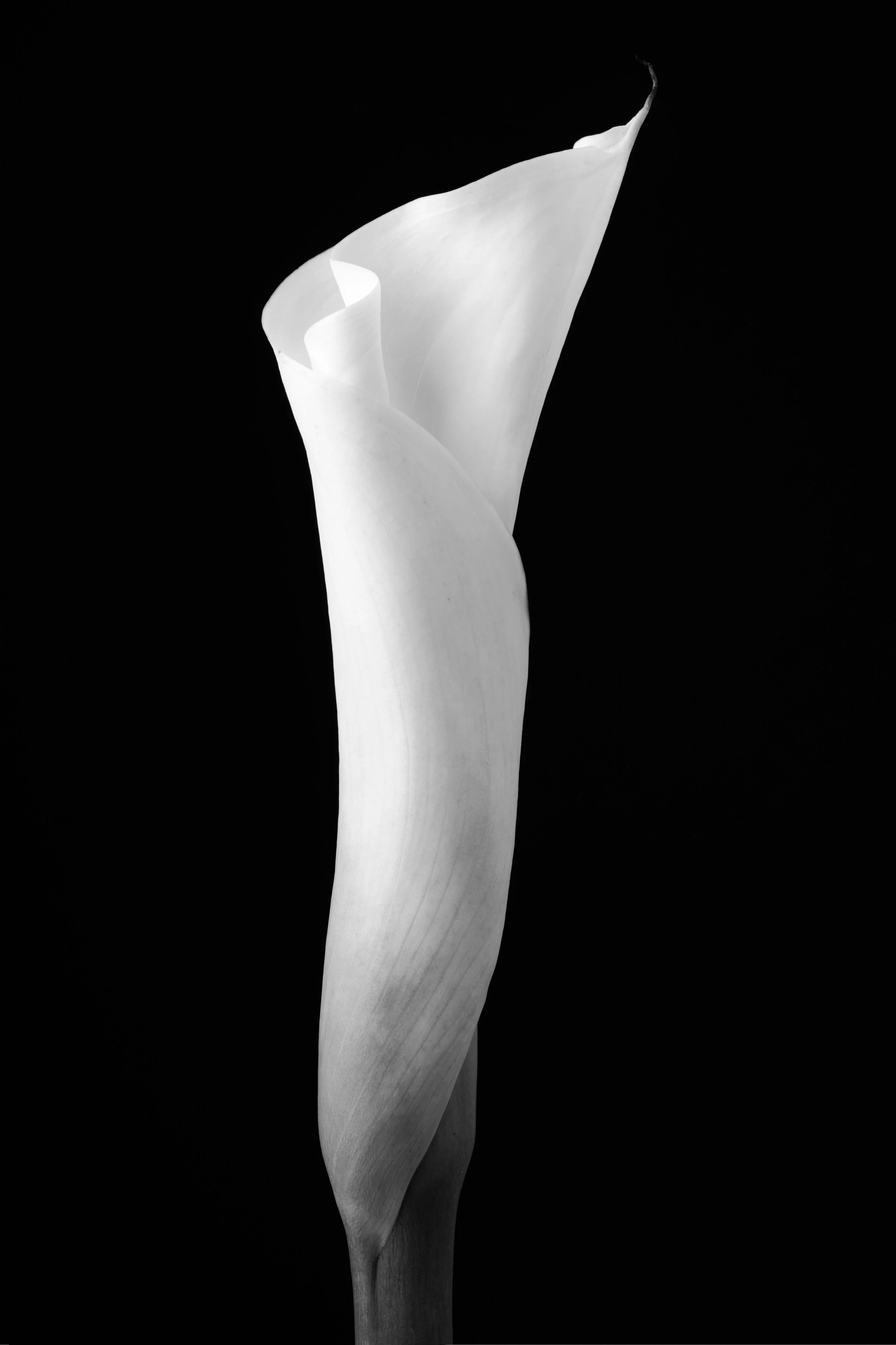 Calla Lily Fifty-Eight