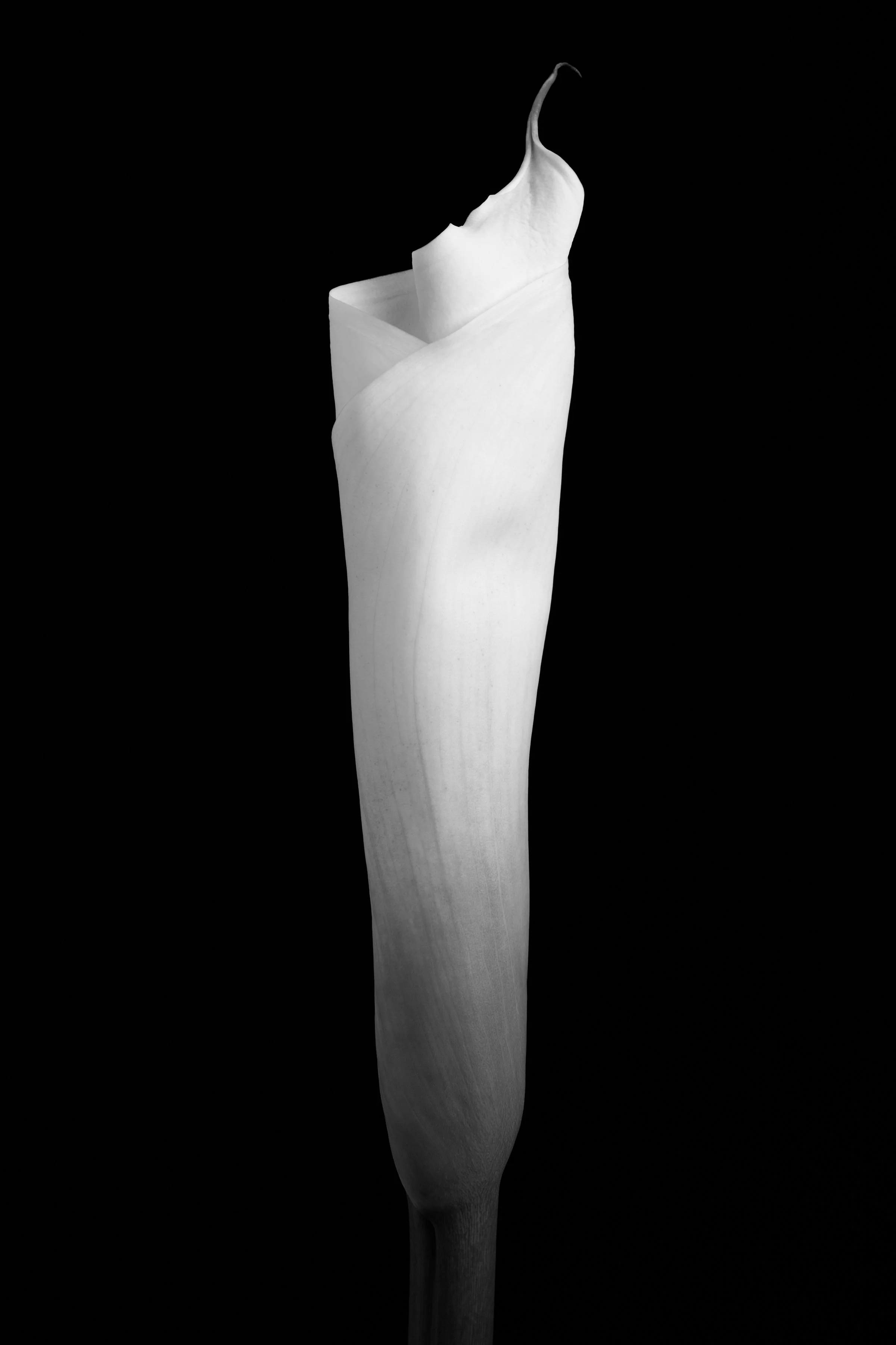 Calla Lily One Hundred-Five