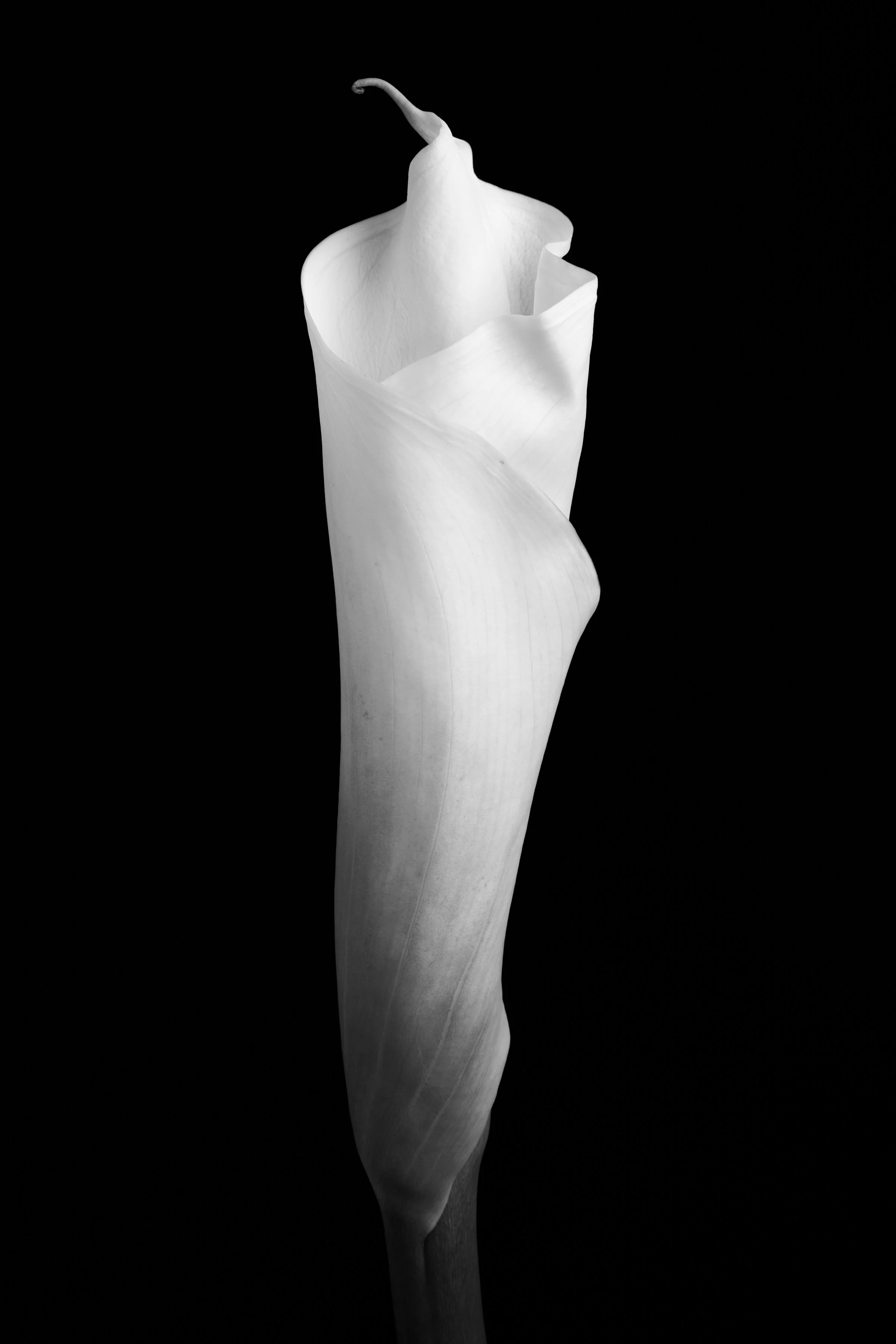Calla Lily One Hundred-Six