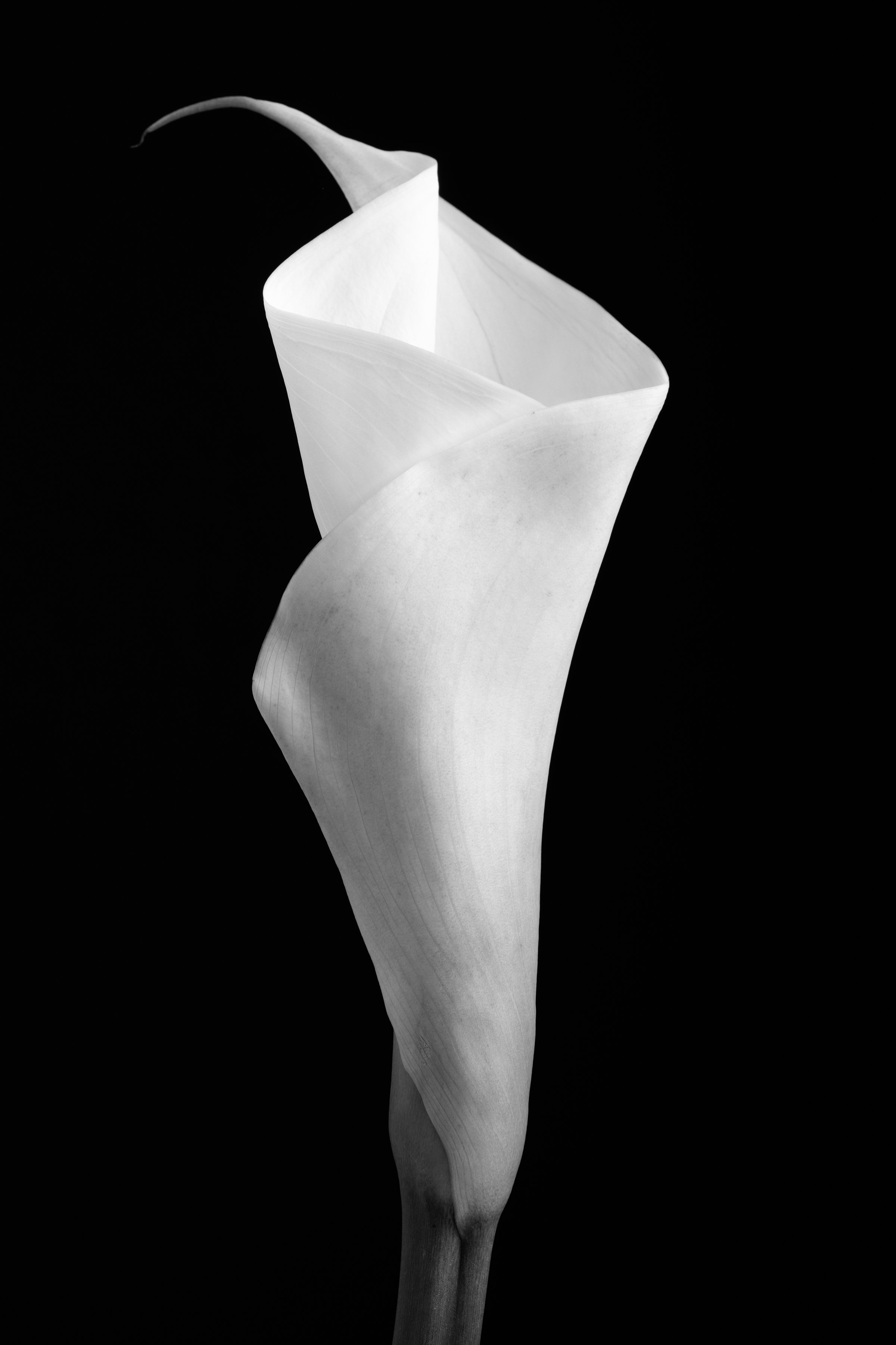 Calla Lily Twenty-Nine