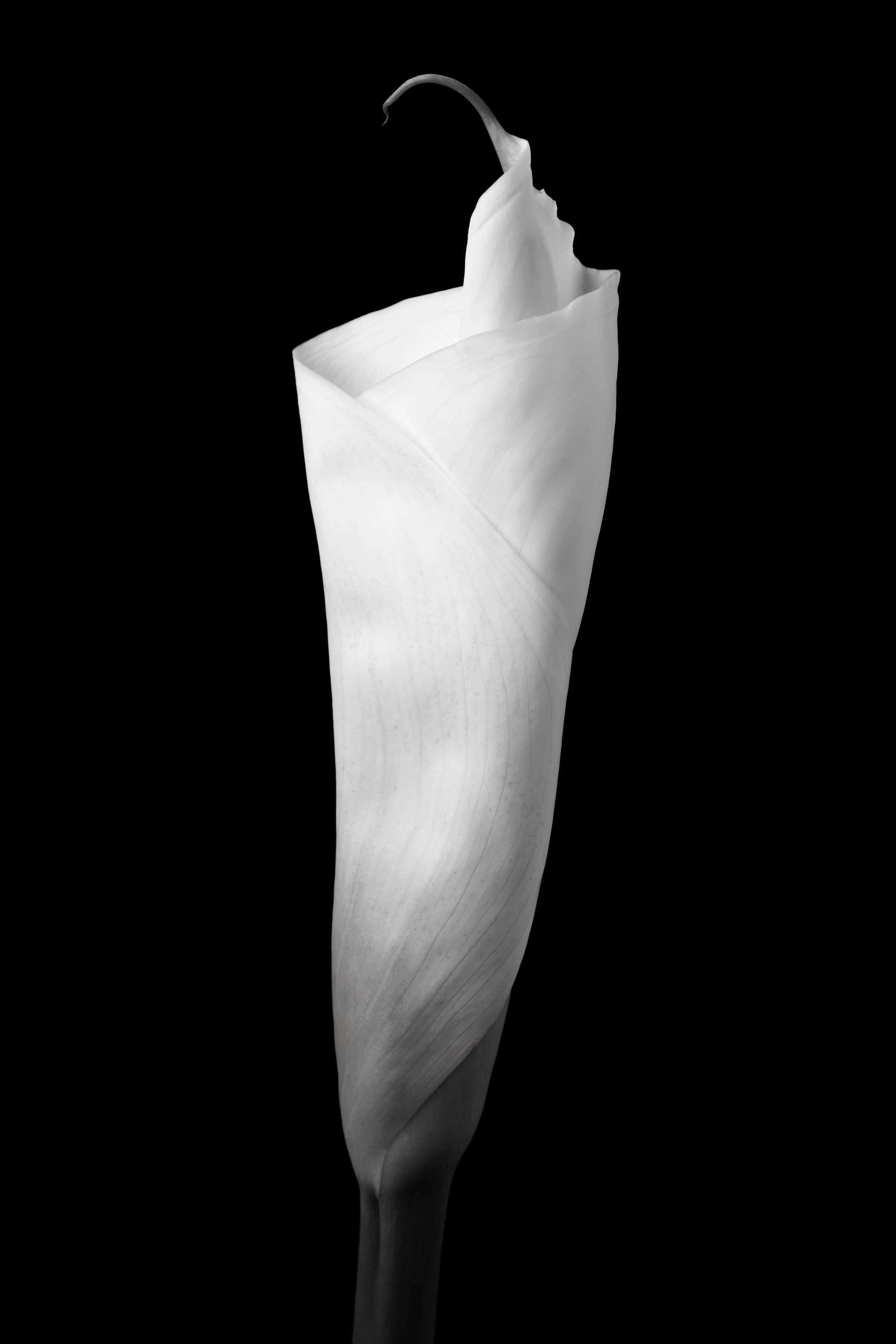 Calla Lily One Hundred-Eleven