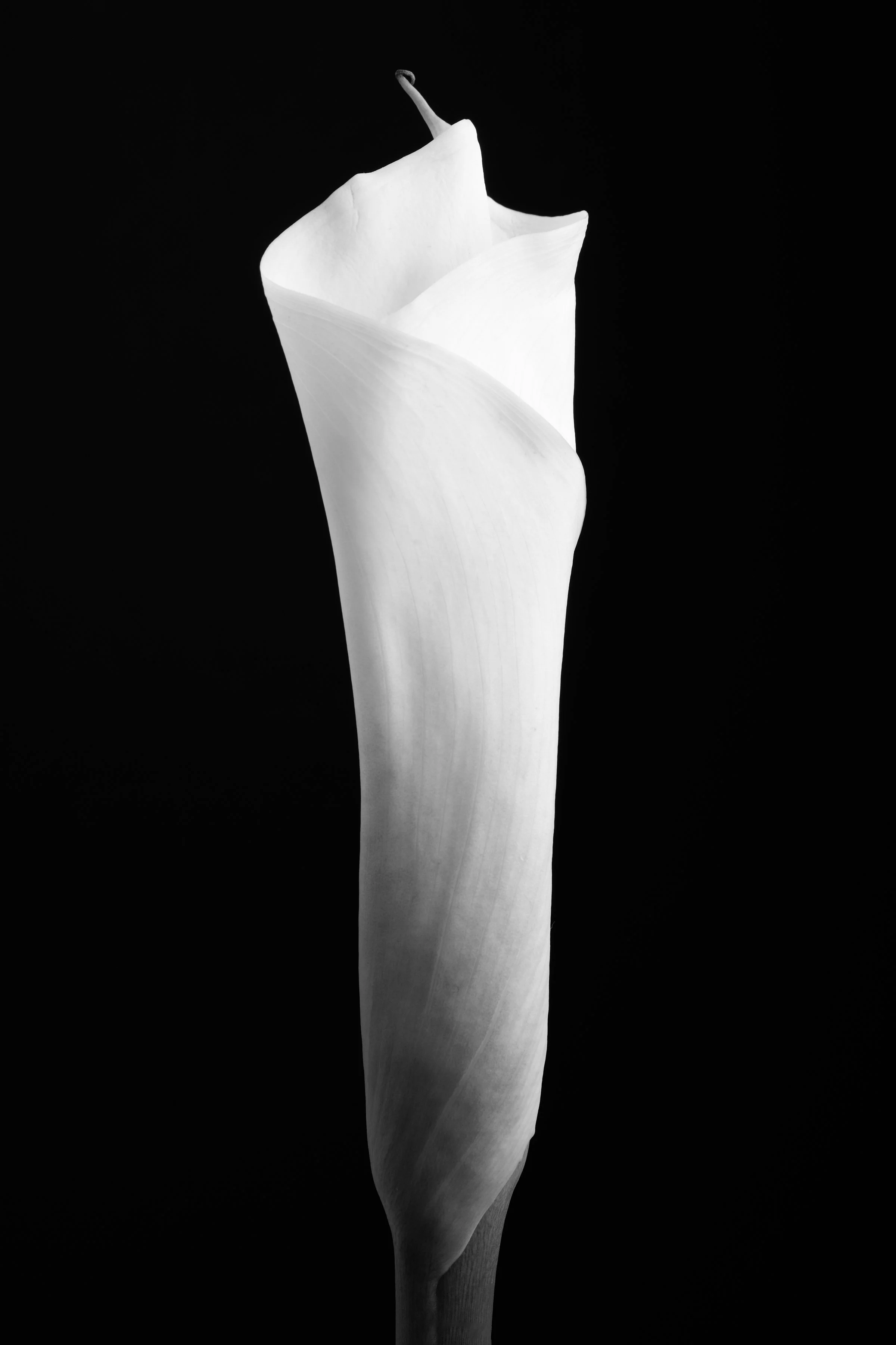 Calla Lily Fifty-Two