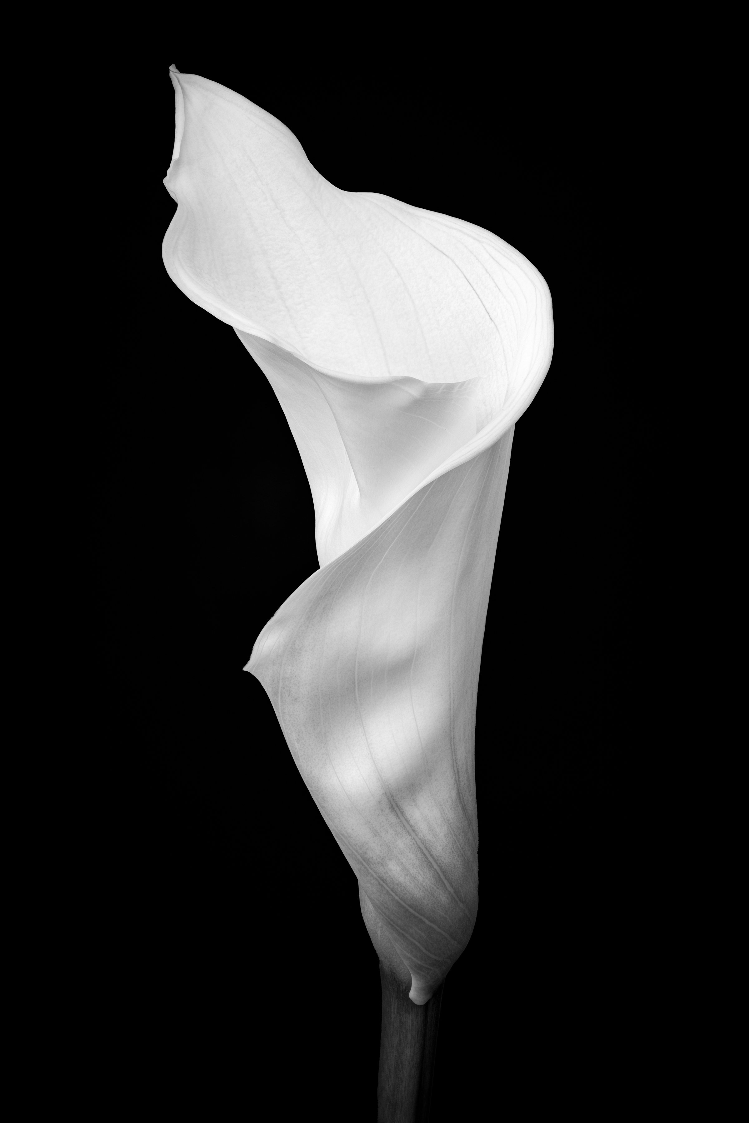 Calla Lily One