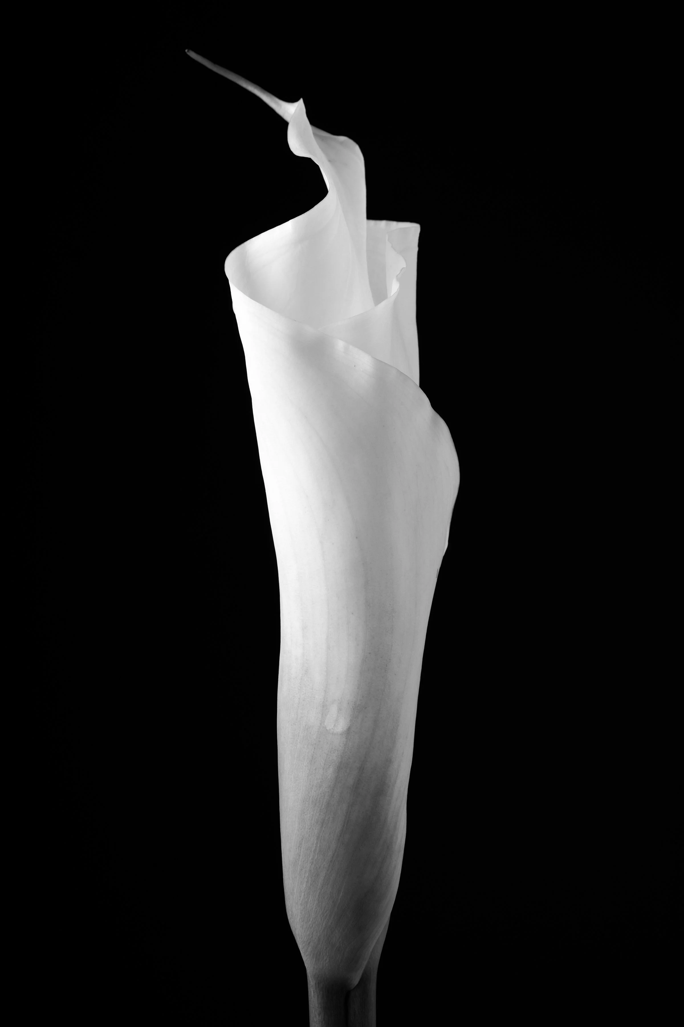 Calla Lily Forty-Five