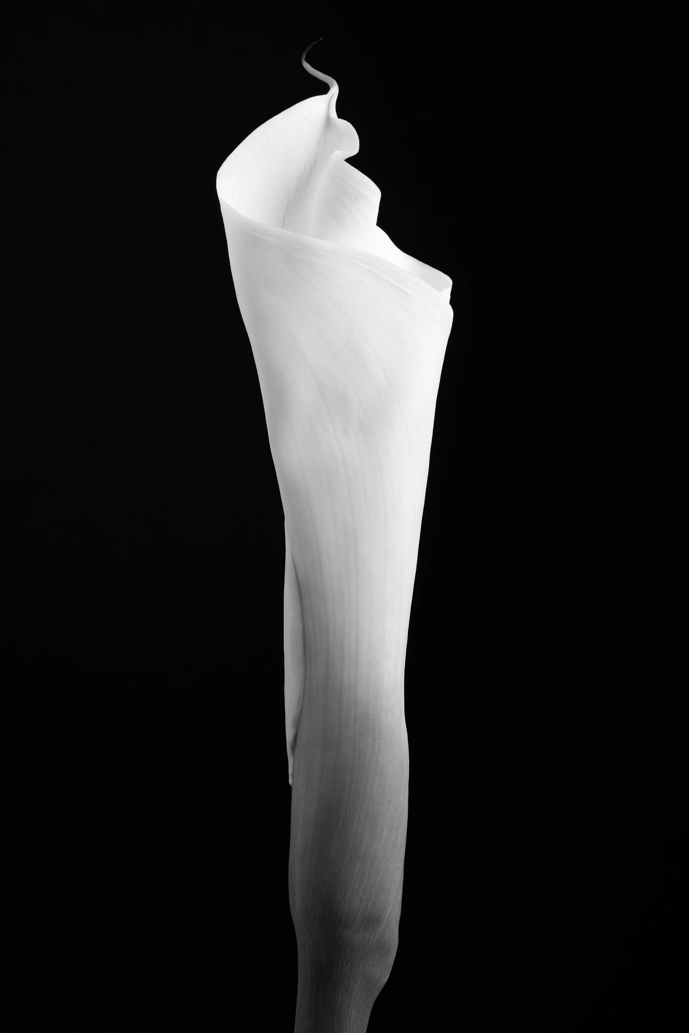 Calla Lily Fifty-Three