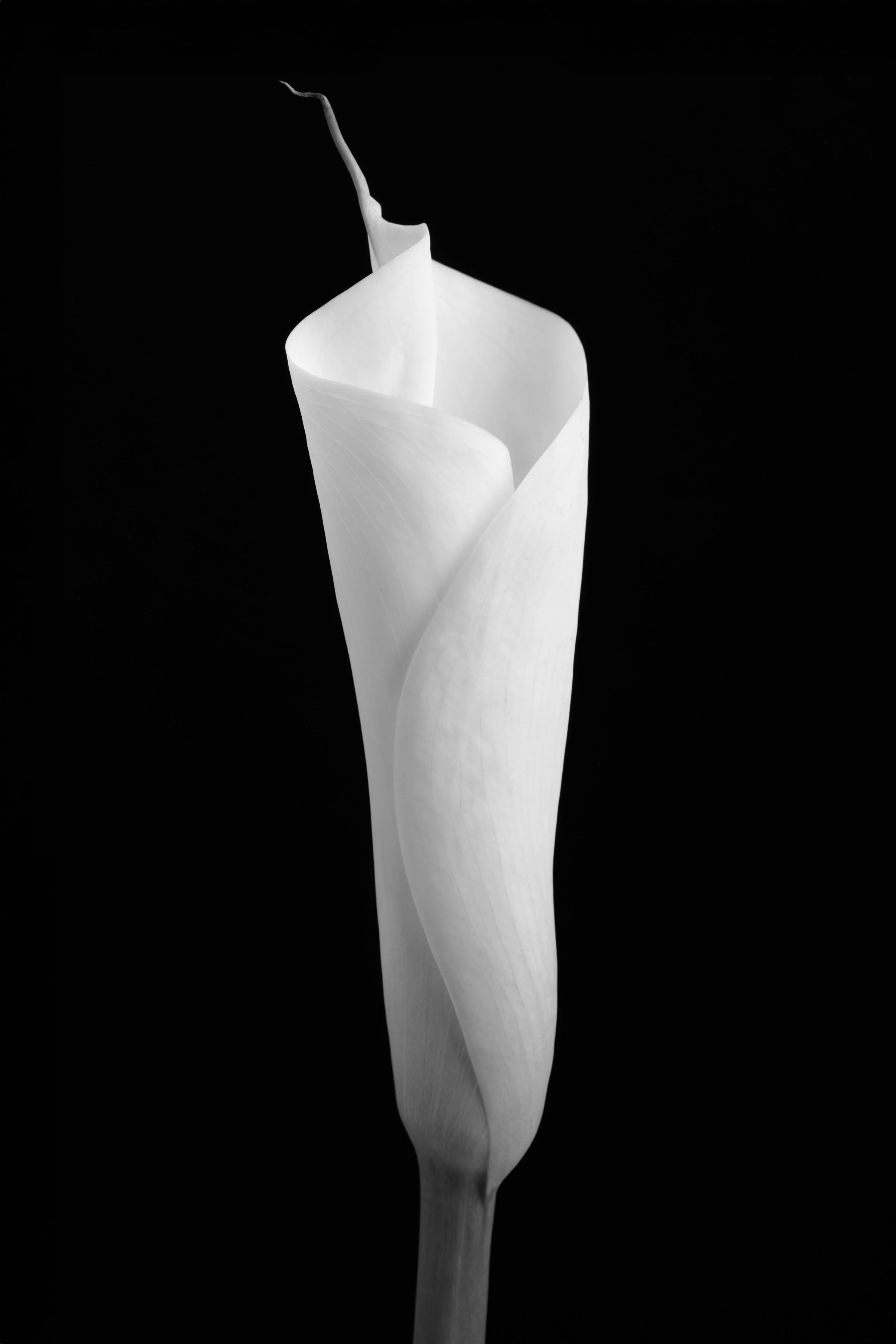 Calla Lily Seventy-Nine