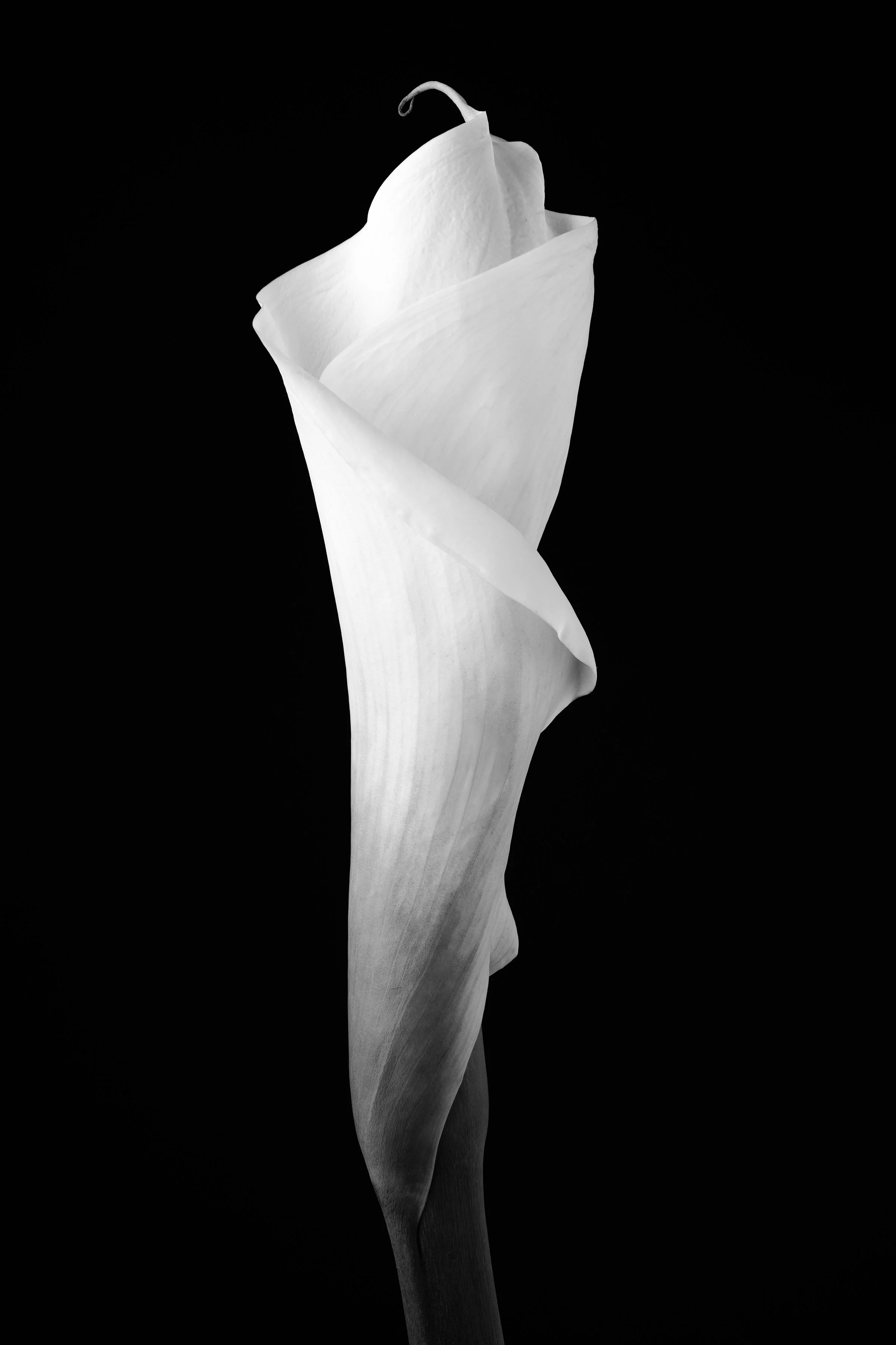 Calla Lily Nineteen