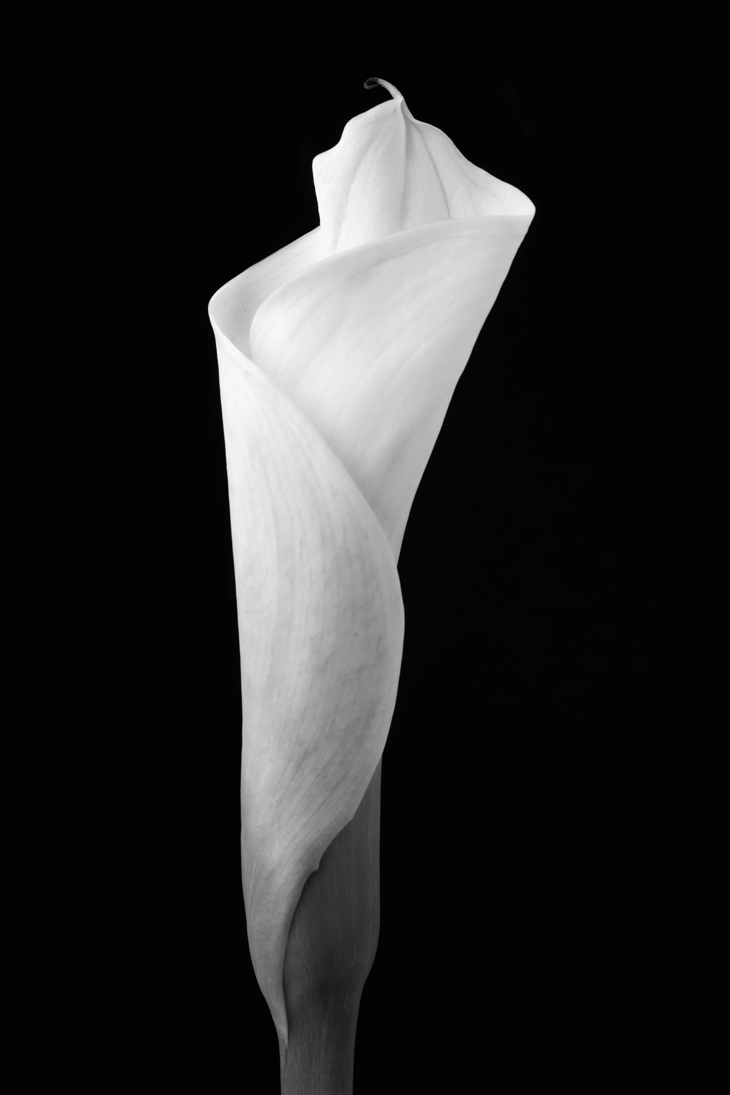 Calla Lily Fifty-Five