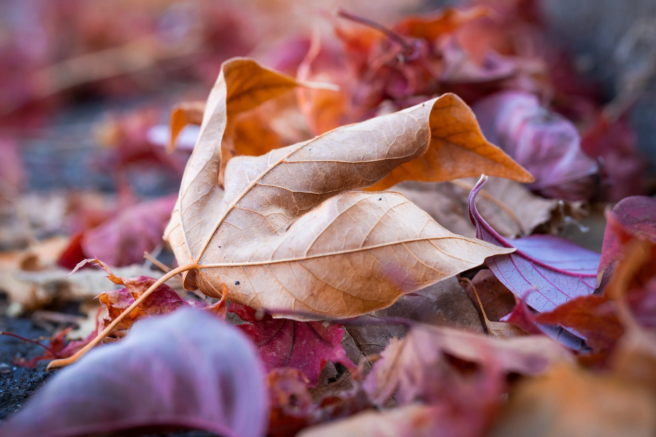 Crisp Autumn Leaf (2017)
