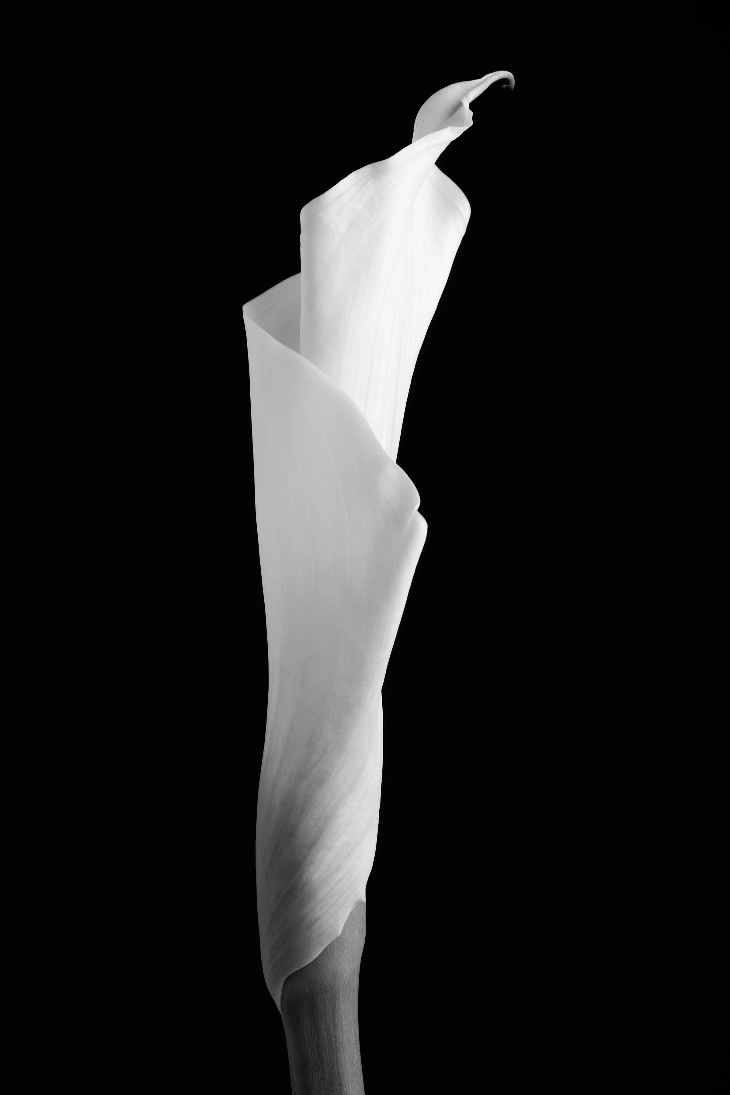 Calla Lily Forty-Three