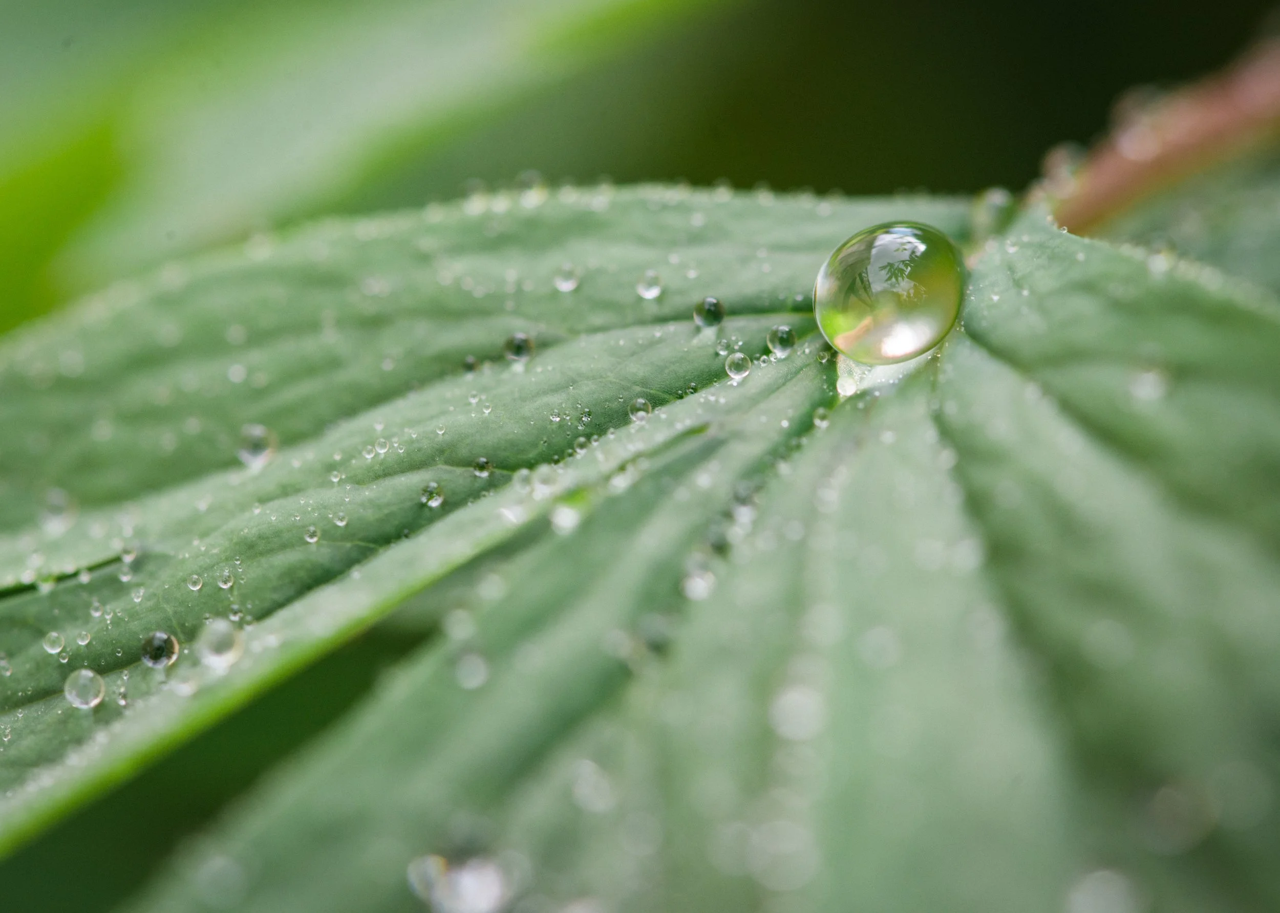Water Drop (2016)