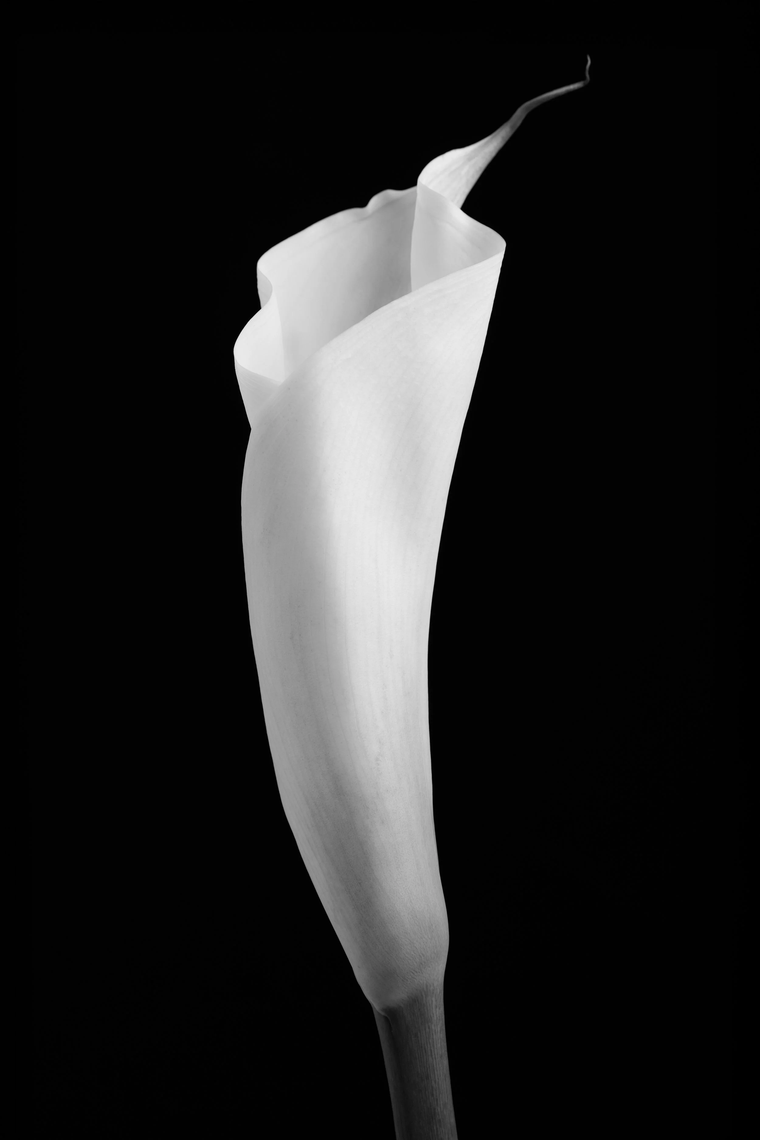 The Calla Lilies