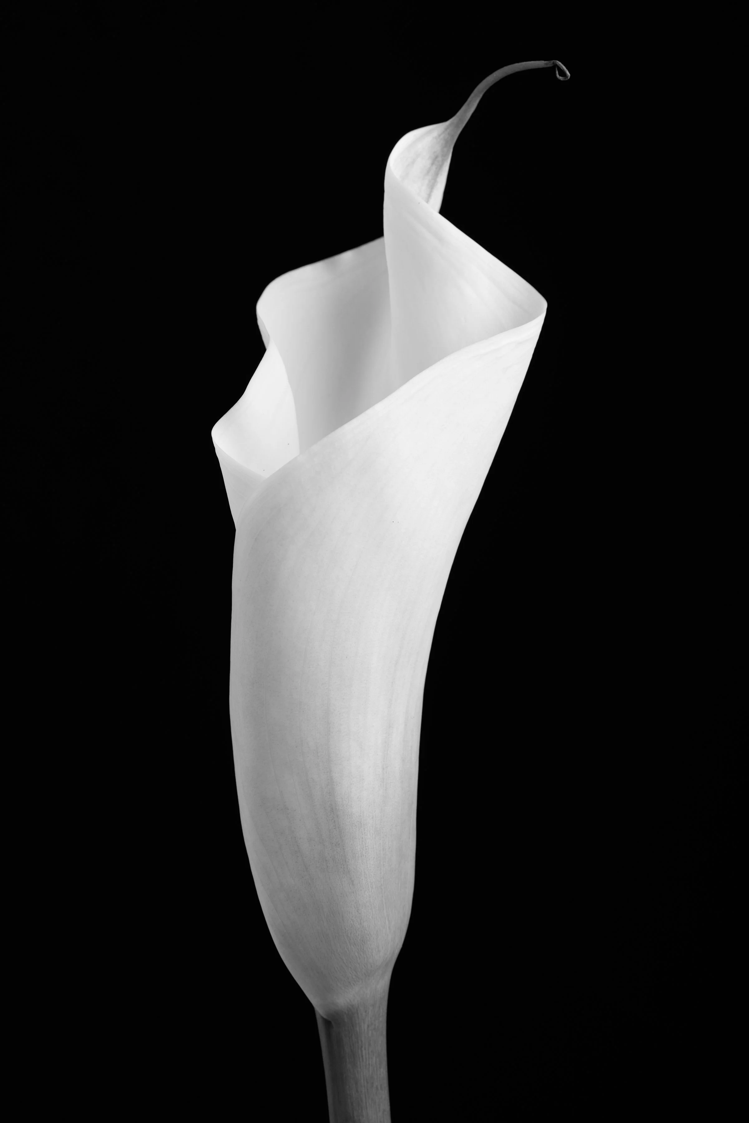 Calla Lily Seventy-One